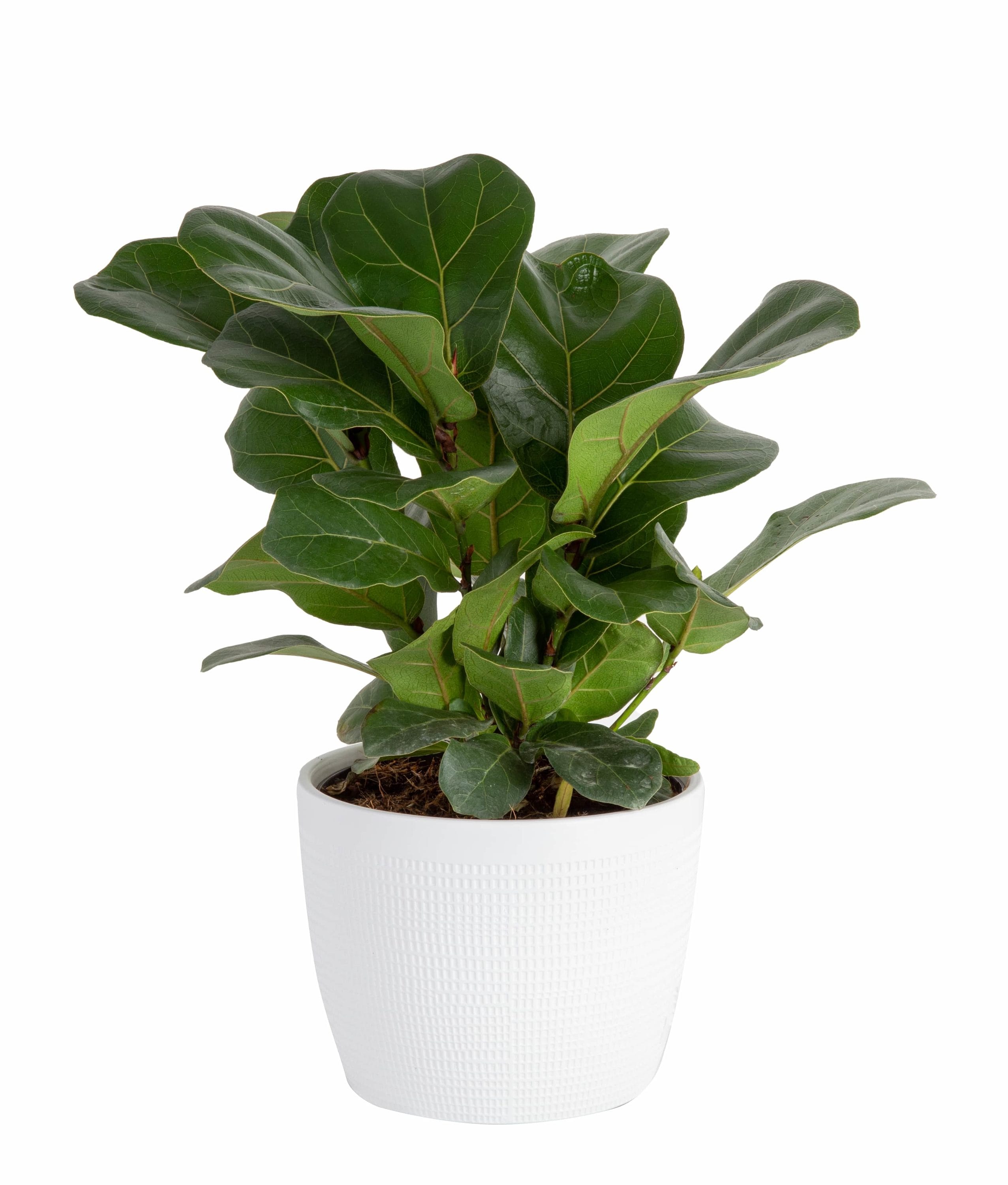 Costa Farms Little Fiddle Leaf Fig in 6-in Ceramic Planter in the House ...