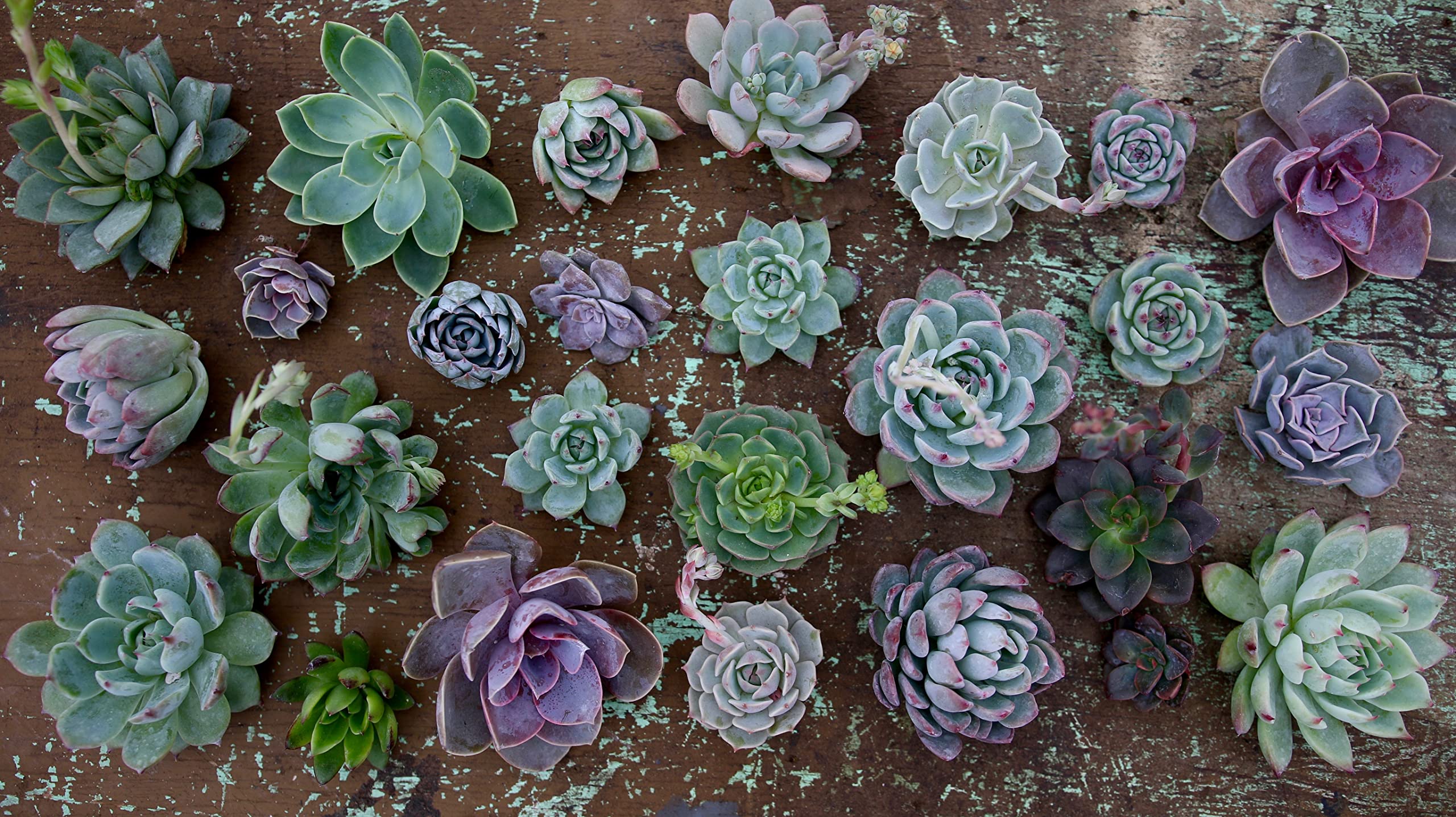 Espoma SFP-ESPCAPF8/ESPCA4 Plant-Food - View #6