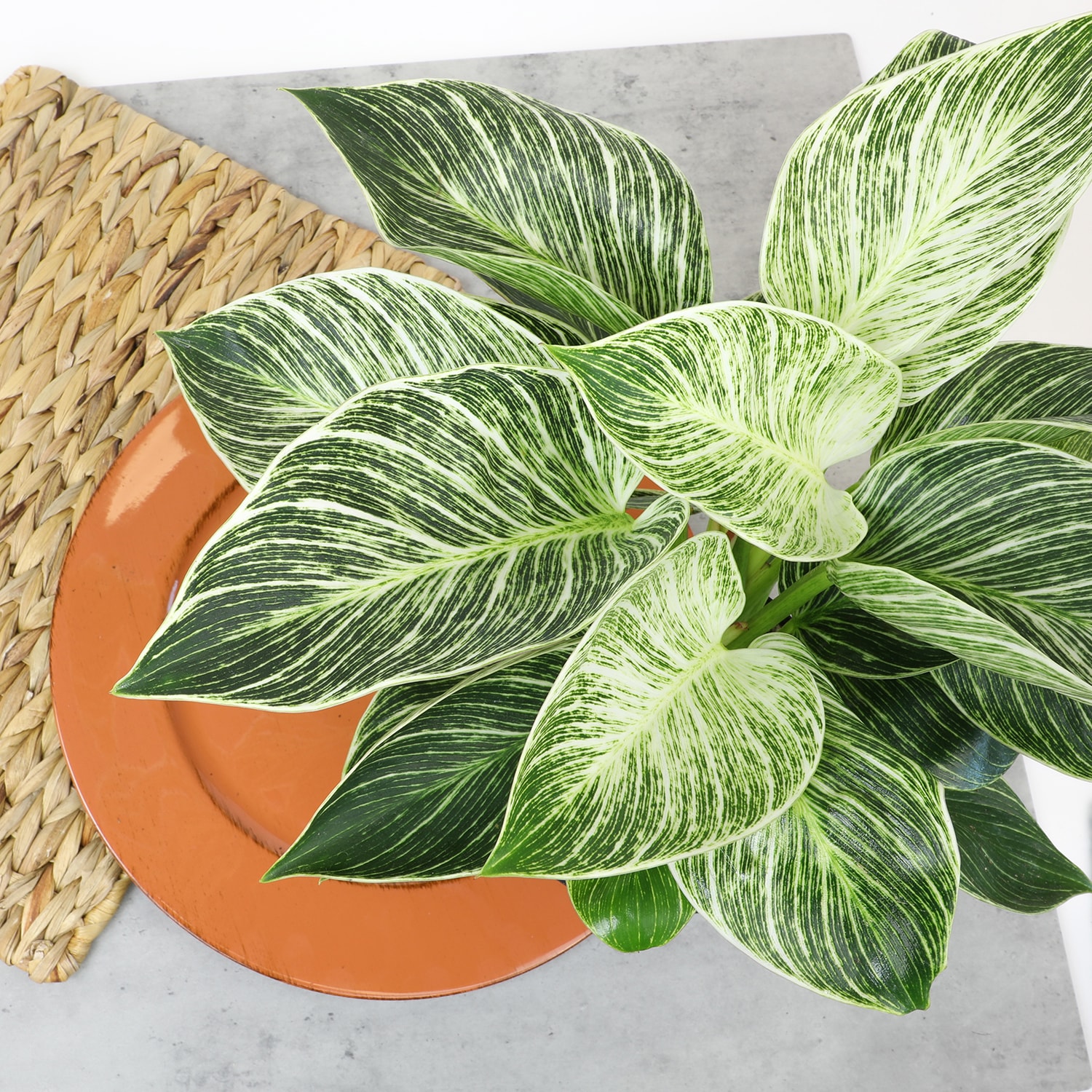 Philodendron Birkin Indoor Plant in Black Plastic Planter