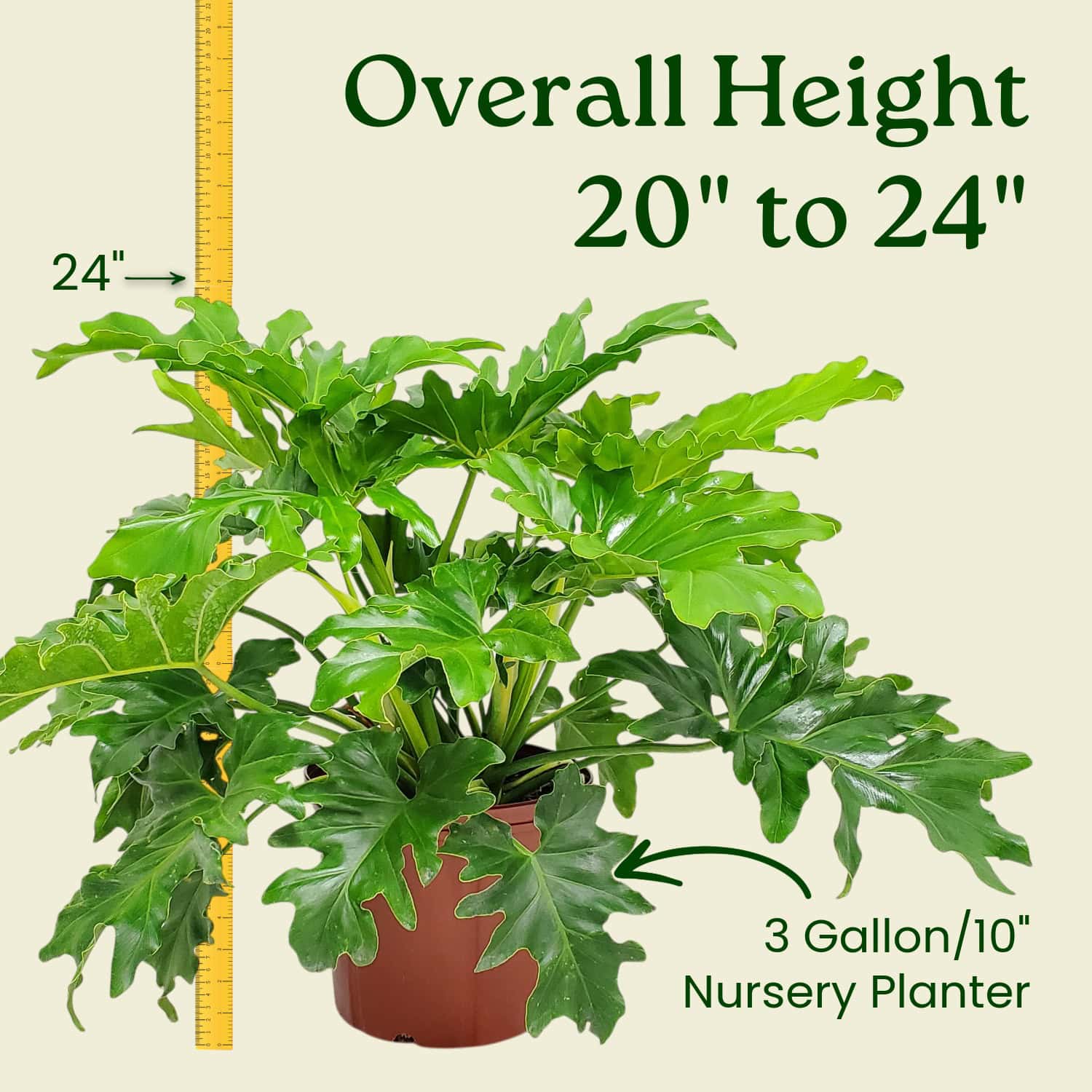 Tropical Plants of Florida Philodendron Selloum (Tree Philodendron) in 3  Gallon Nursery Pot 1 Pack in the Shrubs department at Lowes.com