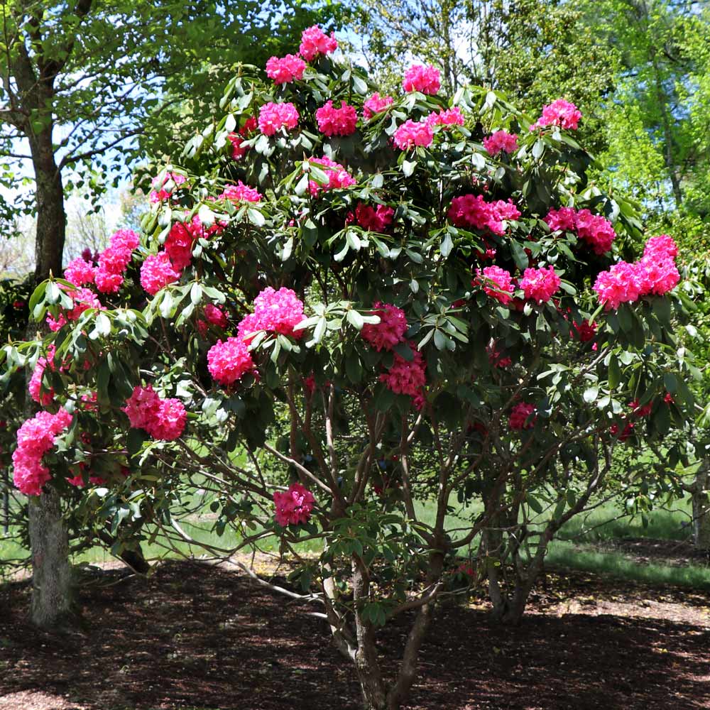 Brighter Blooms 16068 shrubs - View #3