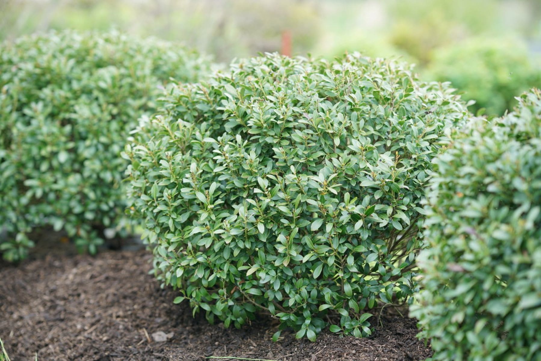  O47132W shrubs - View #3