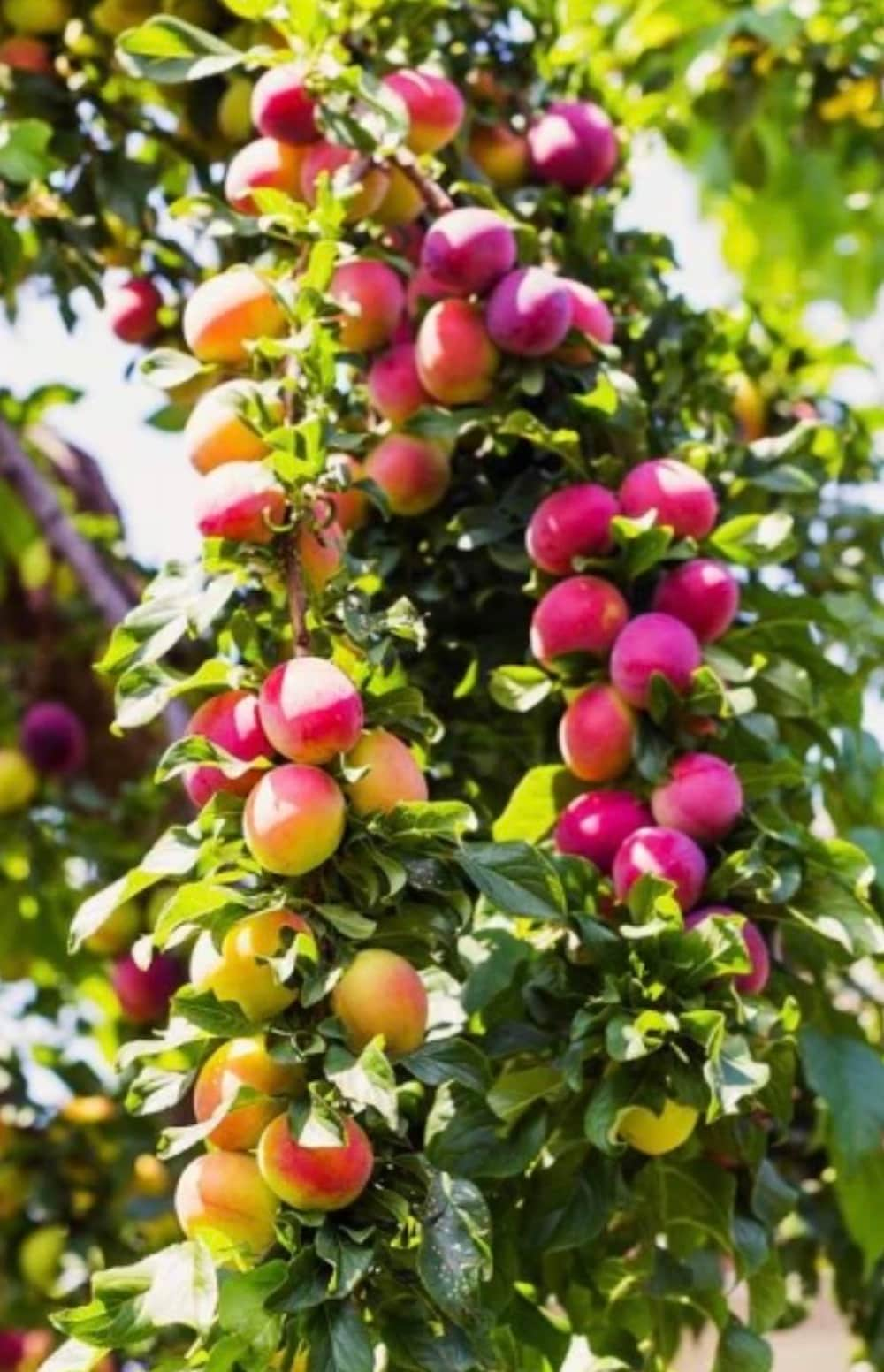 Cocktail Fruit Plants at Lowes.com