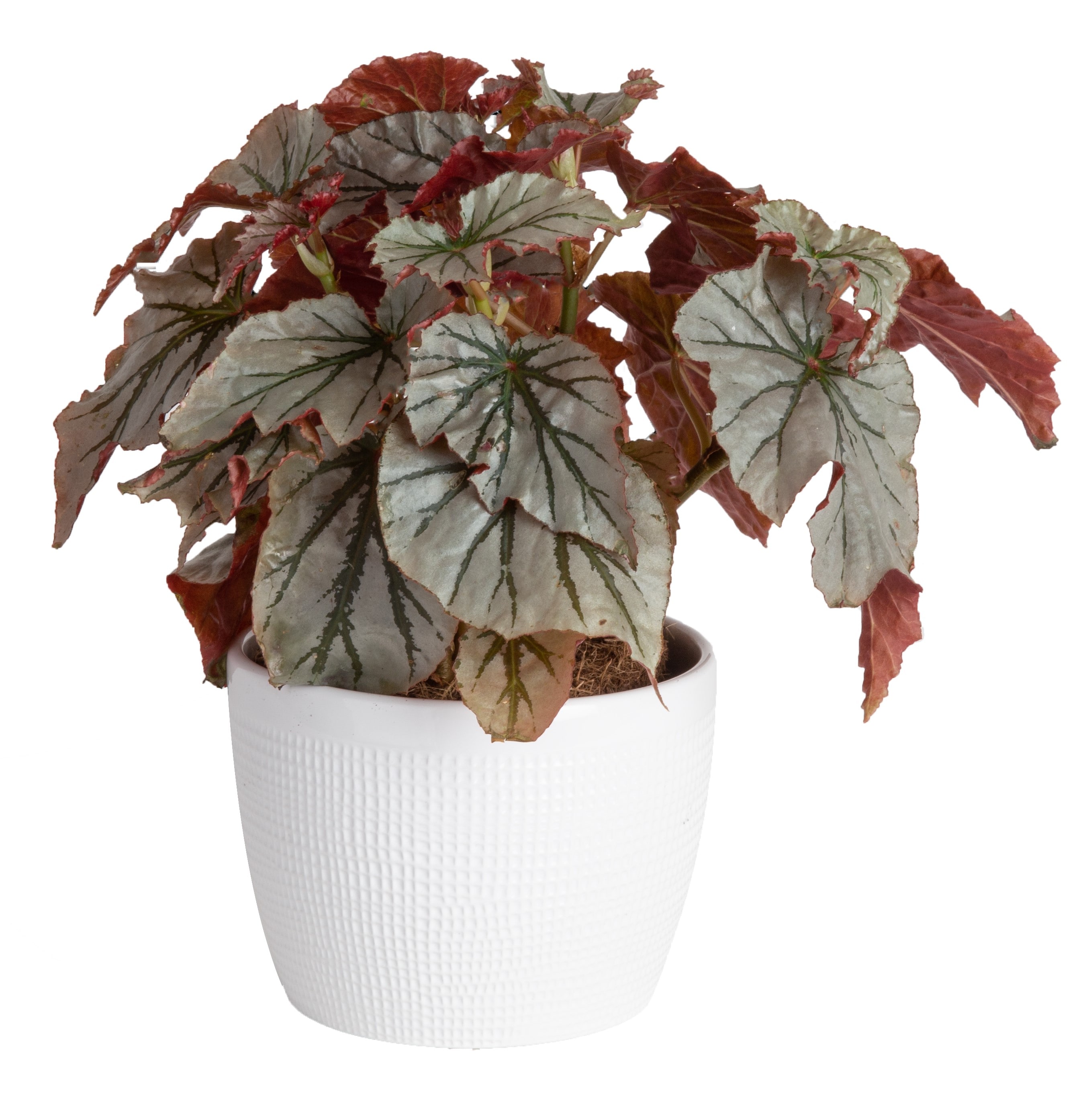 Costa Farms Begonia House plant in 6-in Planter at 