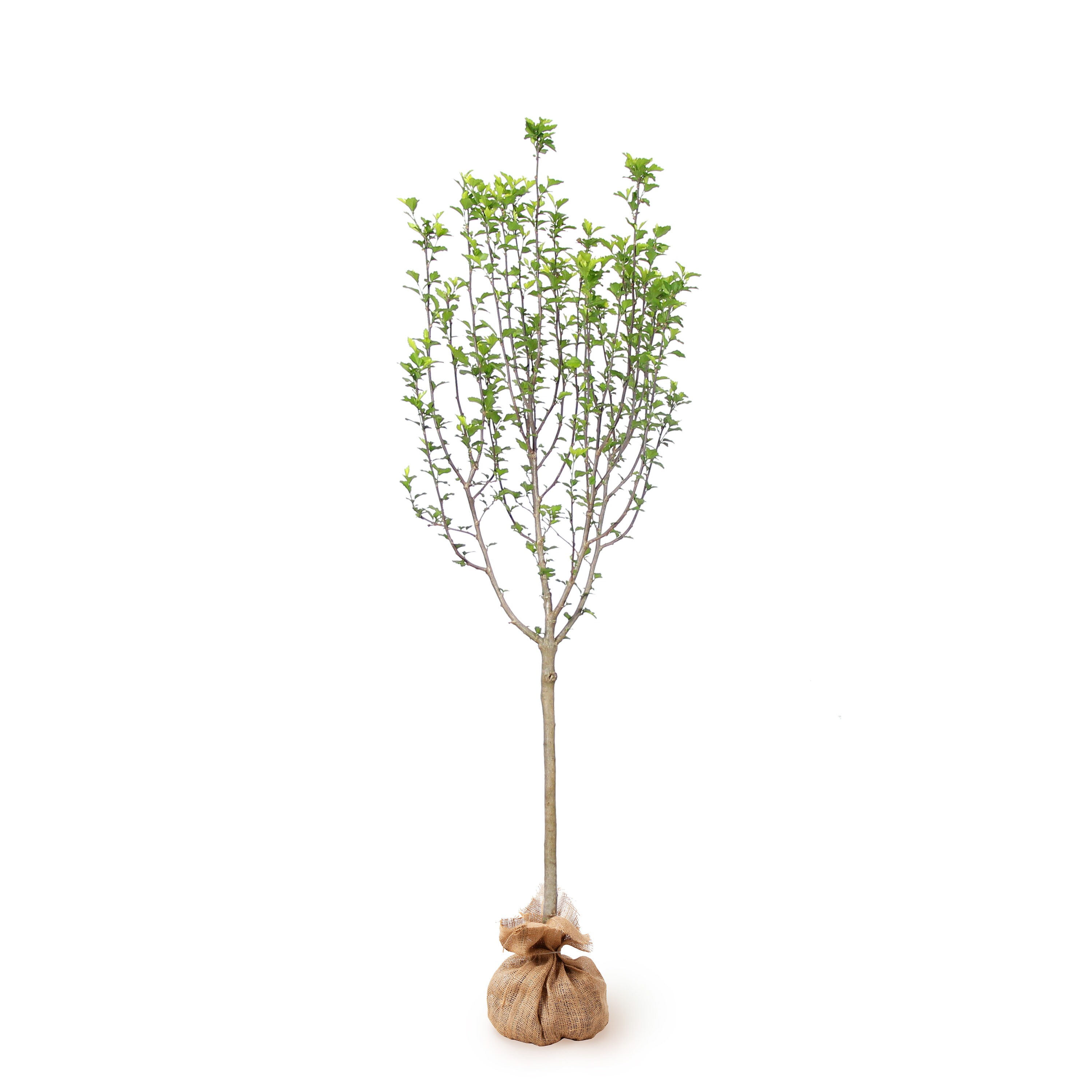 Brighter Blooms ALT-WHT-45-PS White Flowering White Althea Rose Of Sharon Tree Bare Root (With Soil)