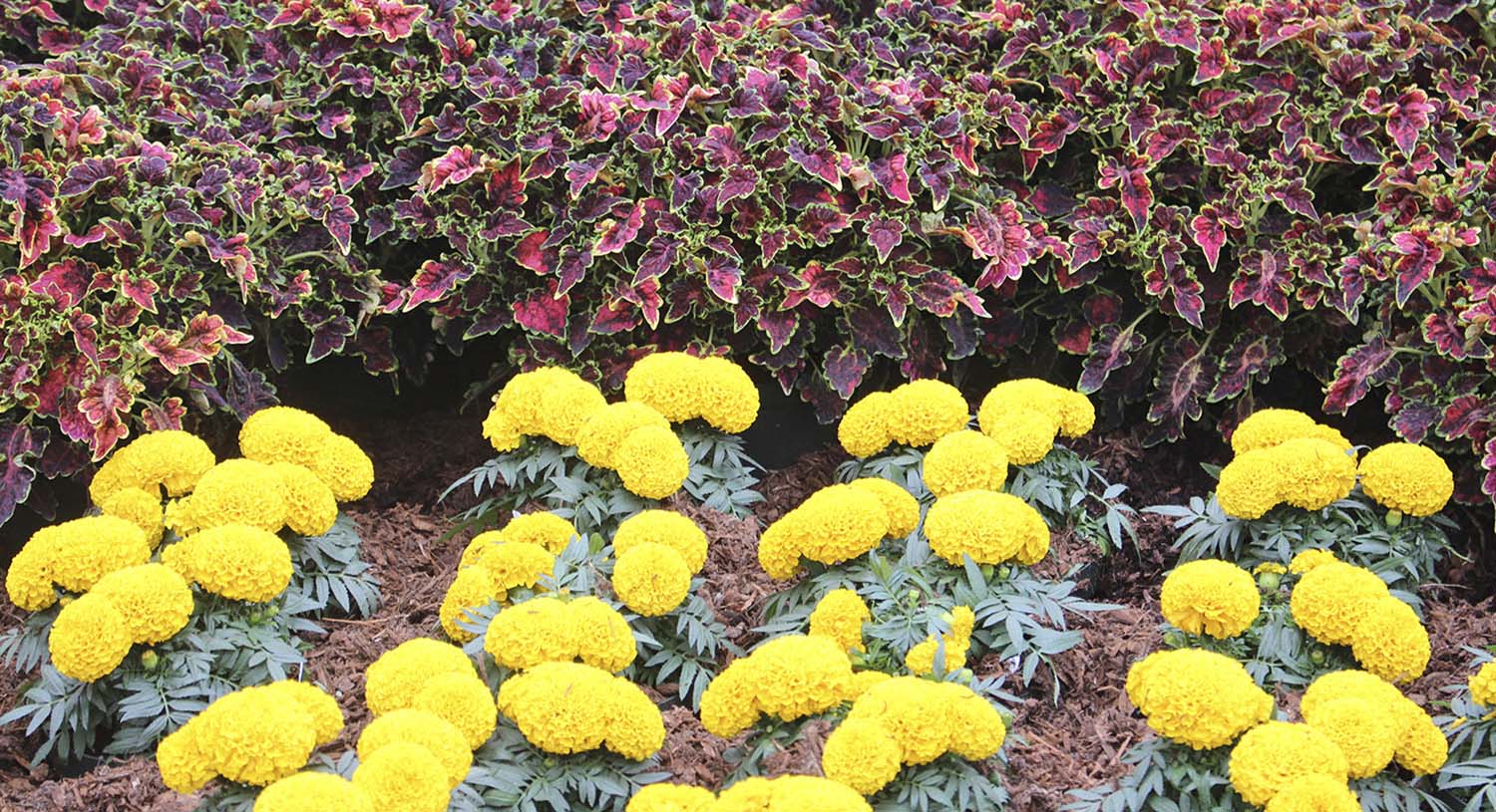 Lowe's 212679 annuals - View #6
