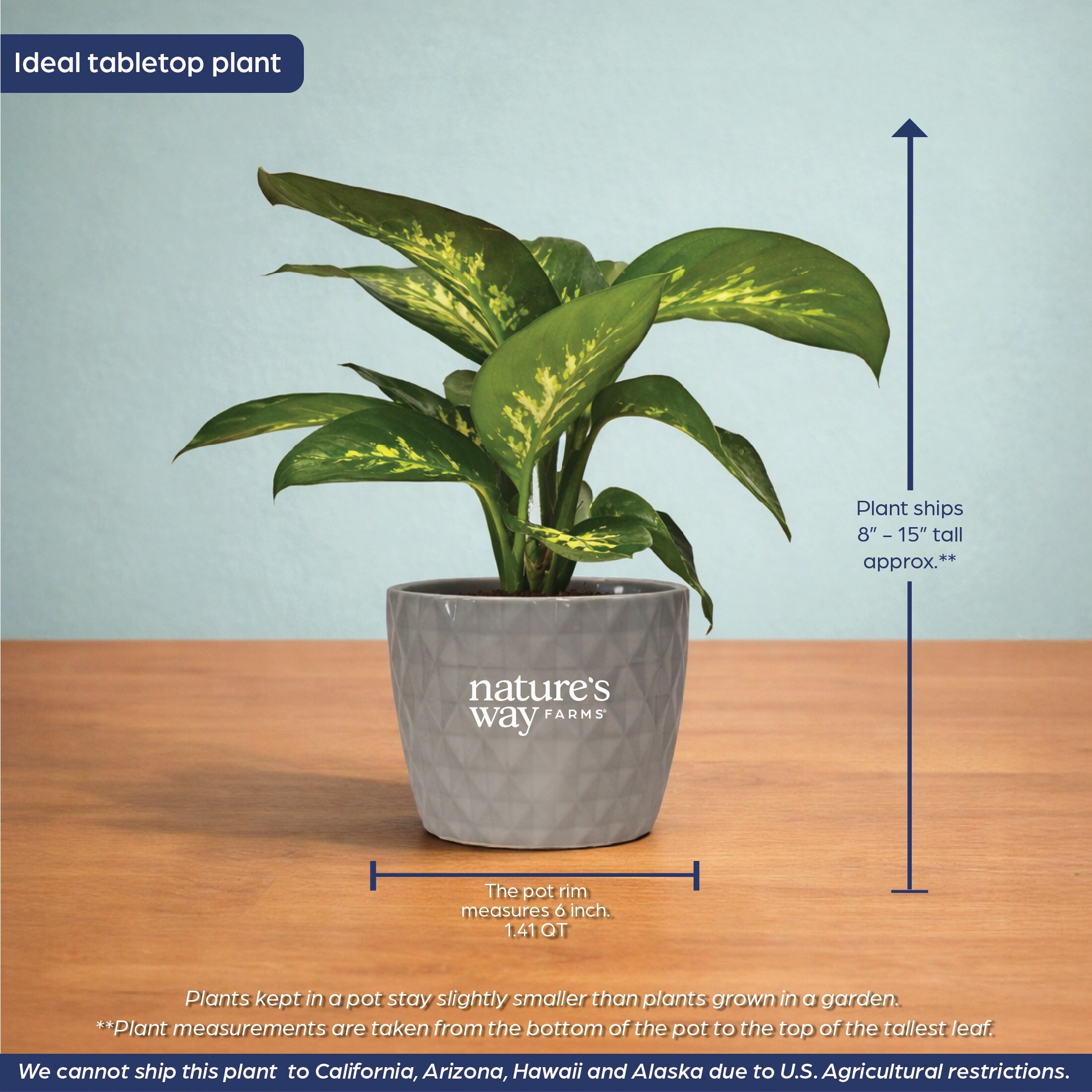 Lowe's NURSERY hseplants - View #5