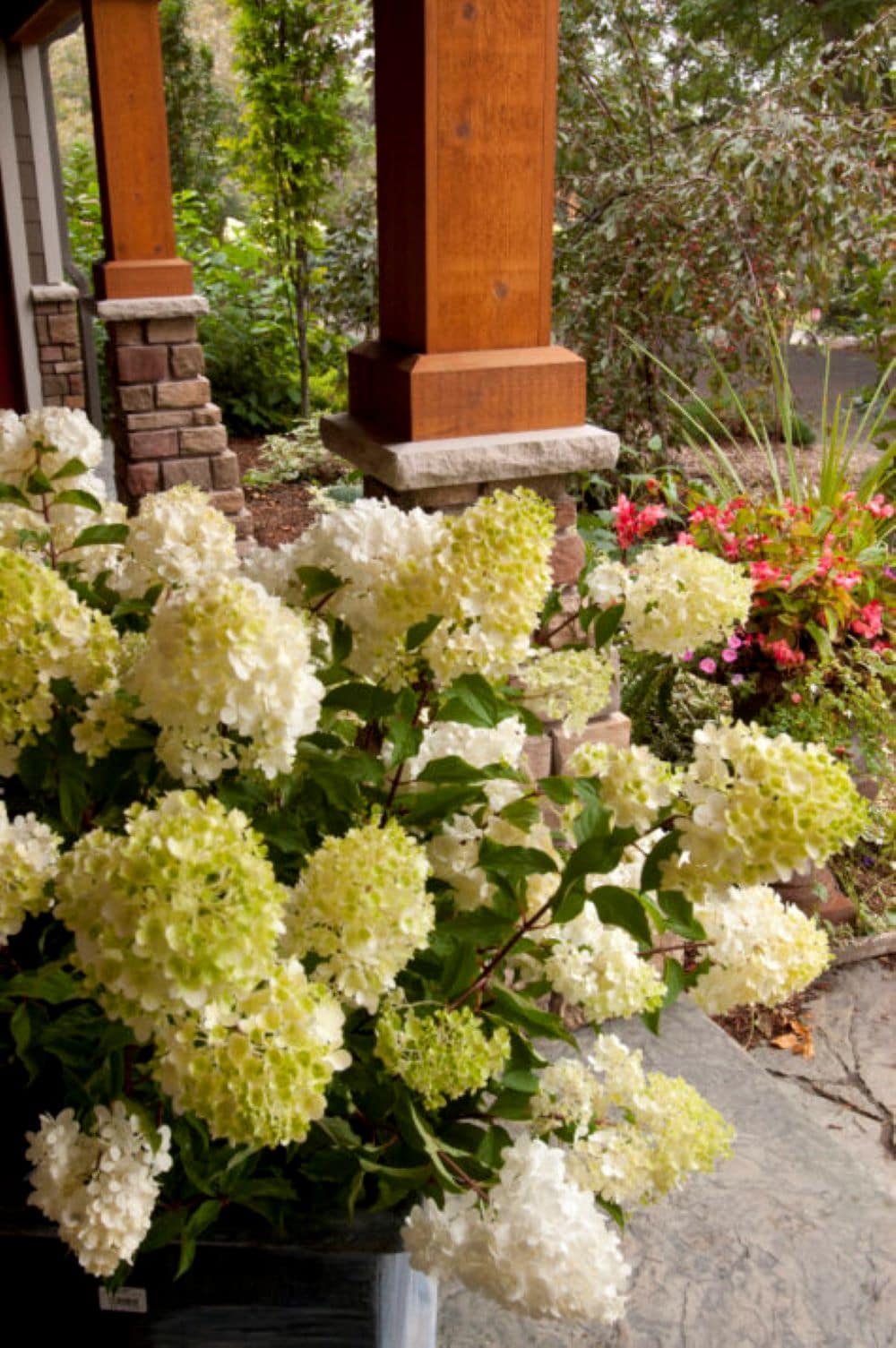 Lowe's NURSERY shrubs - View #11