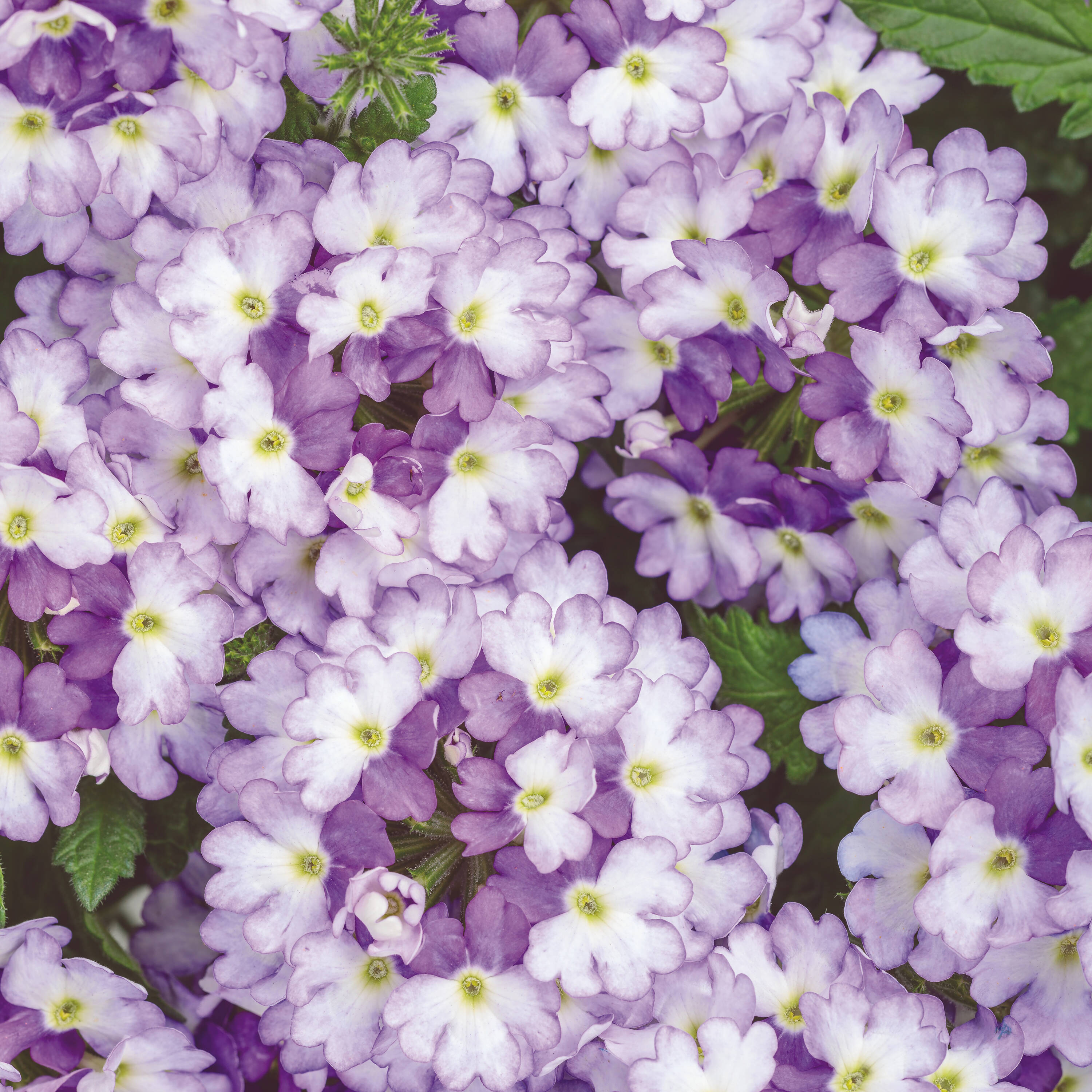 Proven Winners BENPRW1187504 Purple Superbena Sparkling Amethyst (Verbena) in 4.25 Inch(es) Pot