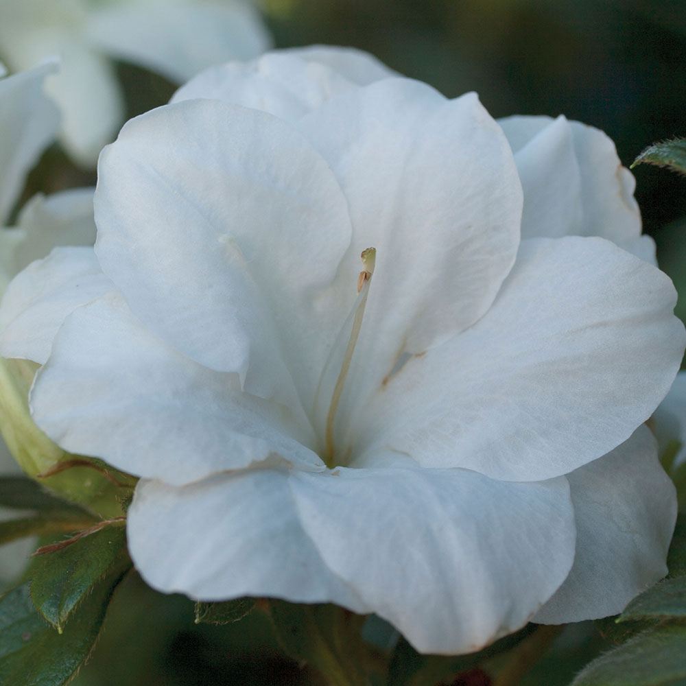 Encore Azalea 80652-1 shrubs - View #2