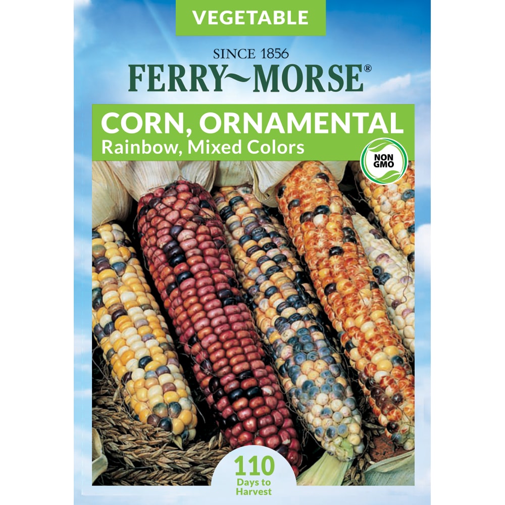 Ferry-Morse 915140.229.642831 Sweetcorn Rainbow Ornamental Vegetable Seeds 10 Gram(s)