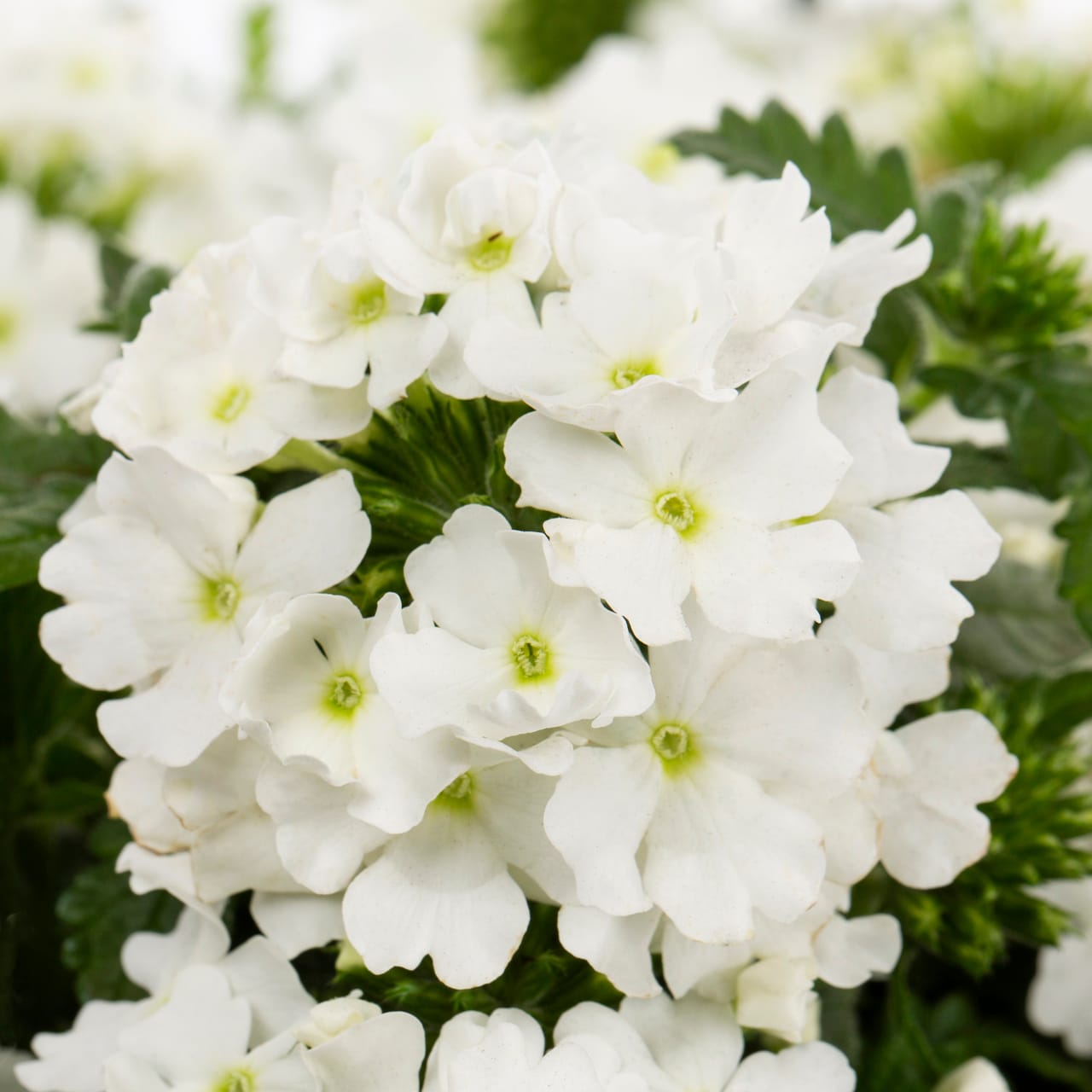 Monrovia 5016 annuals - View #2