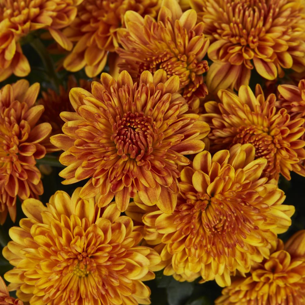 Lowe's NURSERY annuals - View #2