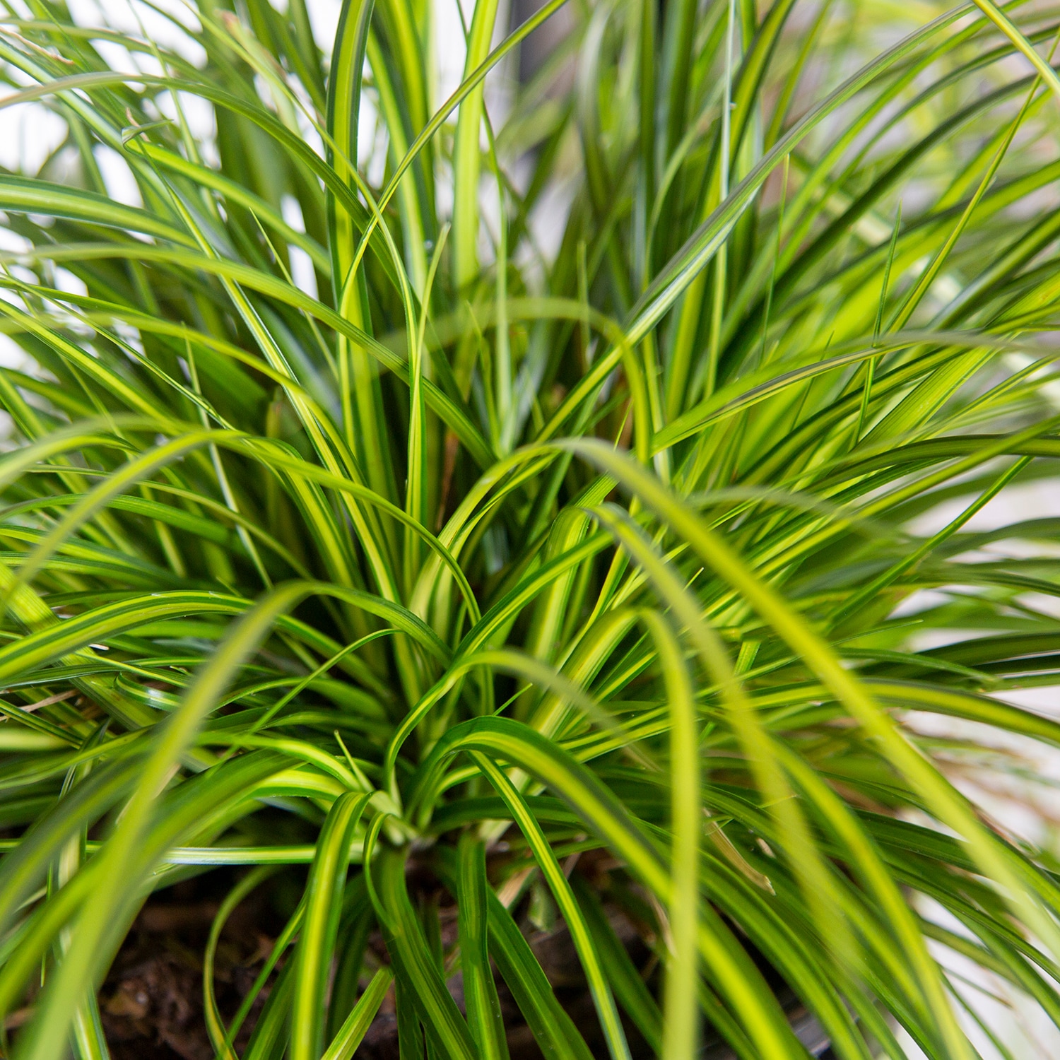Southern Living Plant Collection 0730Q-1 Ornamental-Grasses - View #4