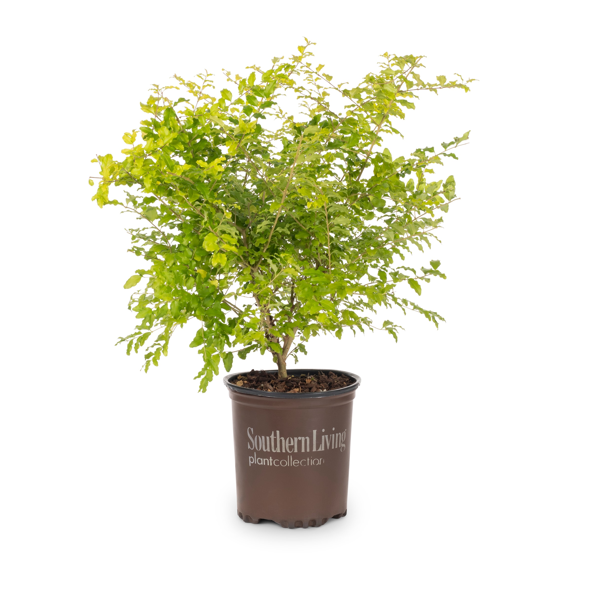 Lowe's Sunshine Ligustrum Foundation/Hedge Shrub in 2.5-Quart Pot in ...