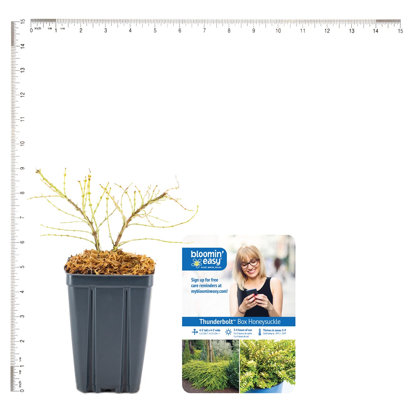 Van Zyverden 82957 Plant-Bulbs - View #5