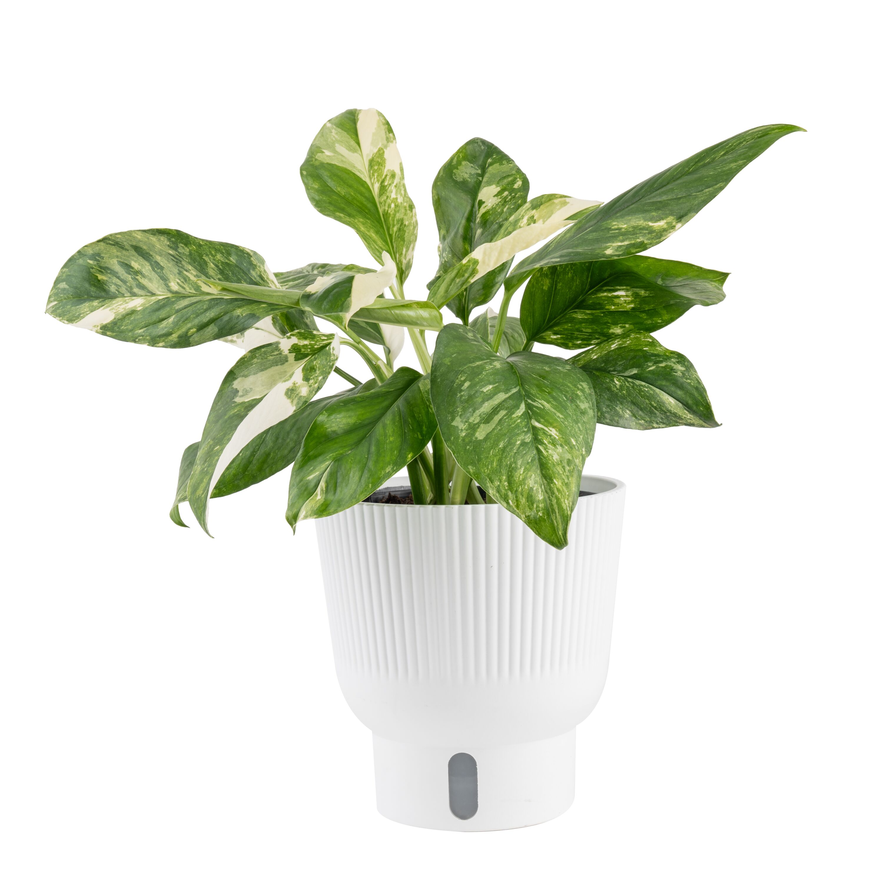 Costa Farms 6021578 Trending Tropicals Monstera House plant in 1.4 Quart(s) Self-watering pot 1 -Pack