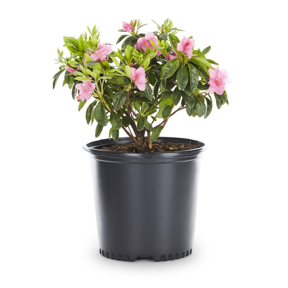 Lowe's Multicolor Azalea Flowering Shrub in 2.25-Gallon Pot in the ...