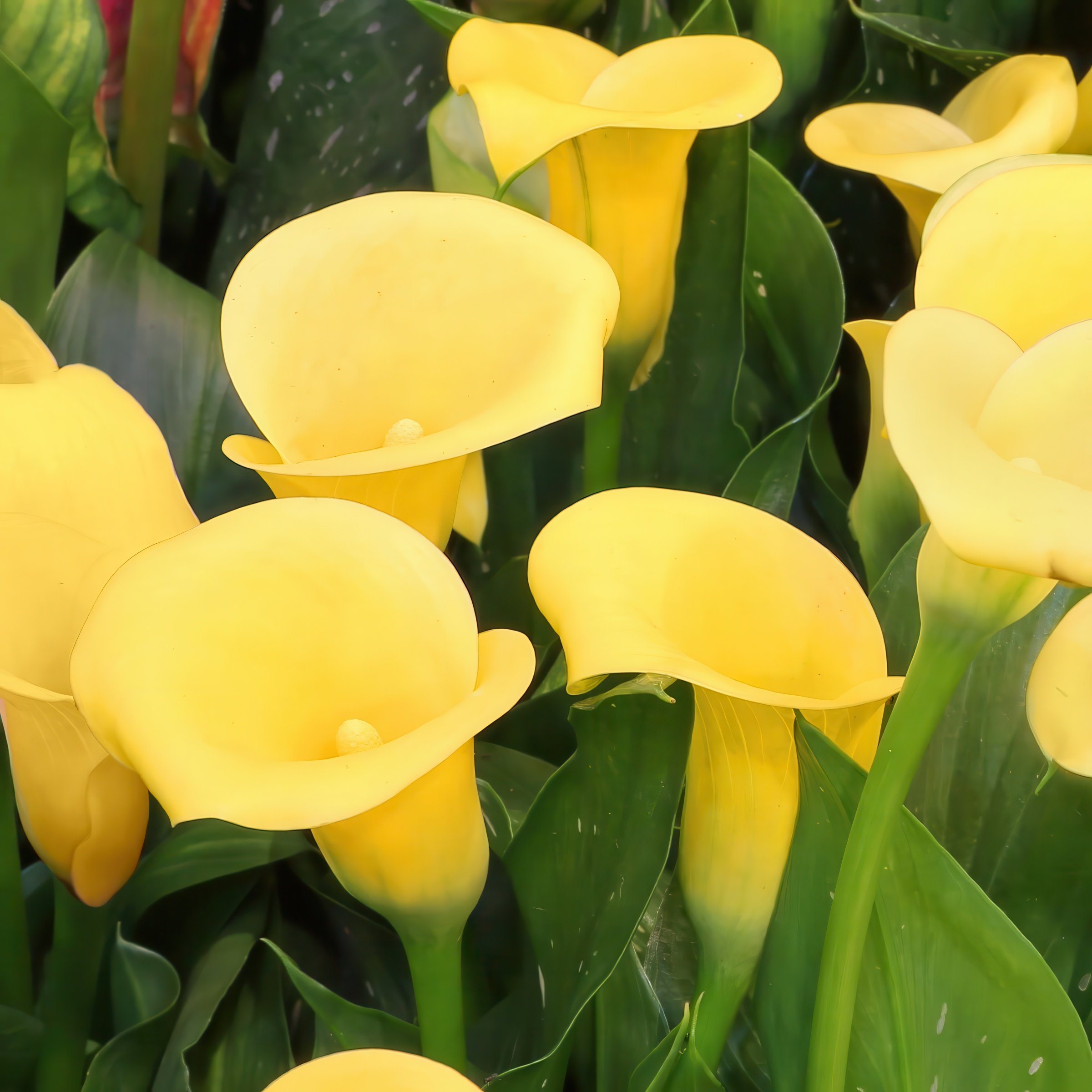 National Plant Network LW2618 Yellow Buffalo Calla Lily Bulbs 3 Inch(es)