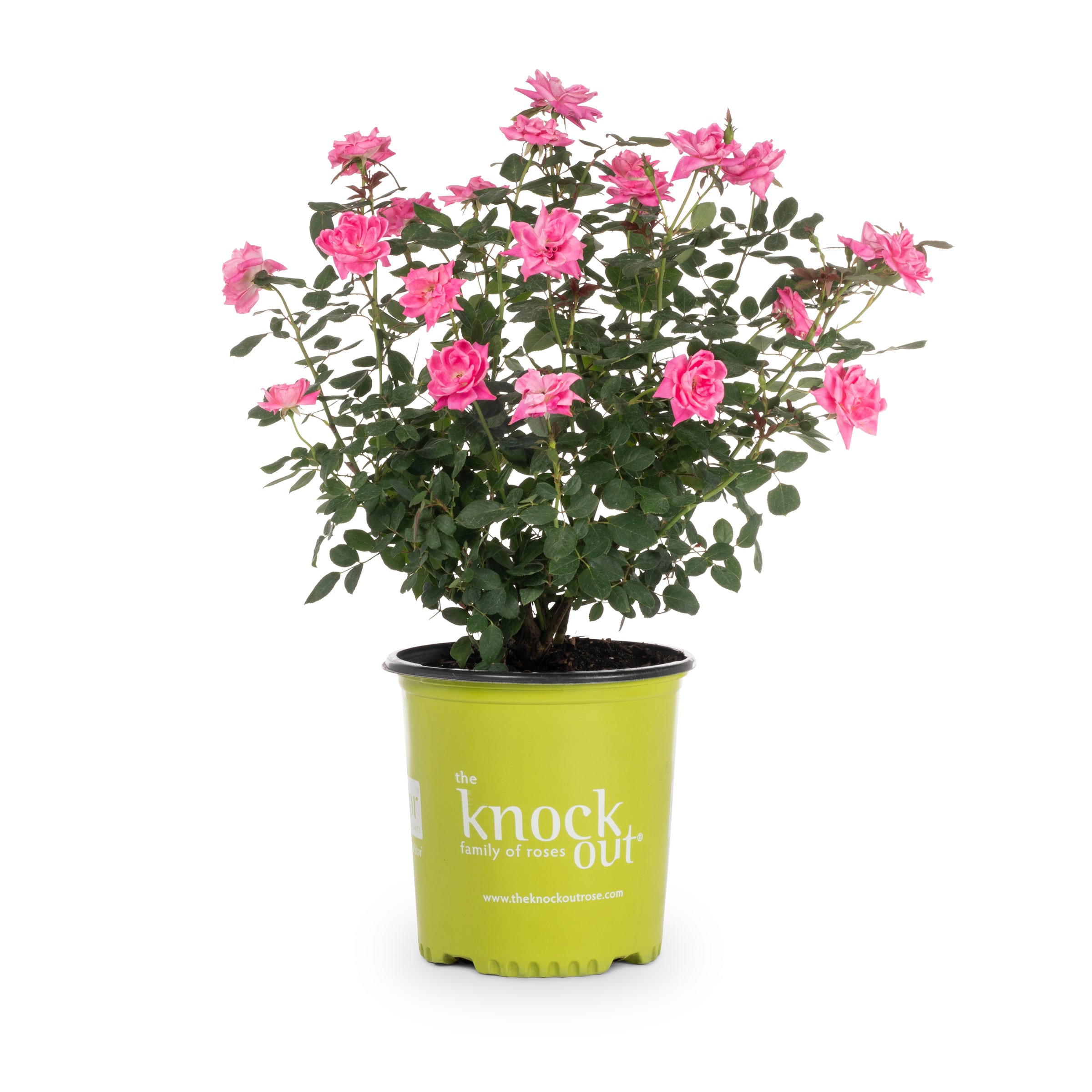 Pink Double Knock Out® — The Knock Out® Family of Roses