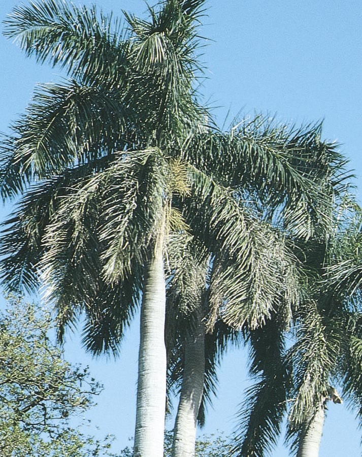 Lowe's 00423 Insignificant Florida Royal Palm