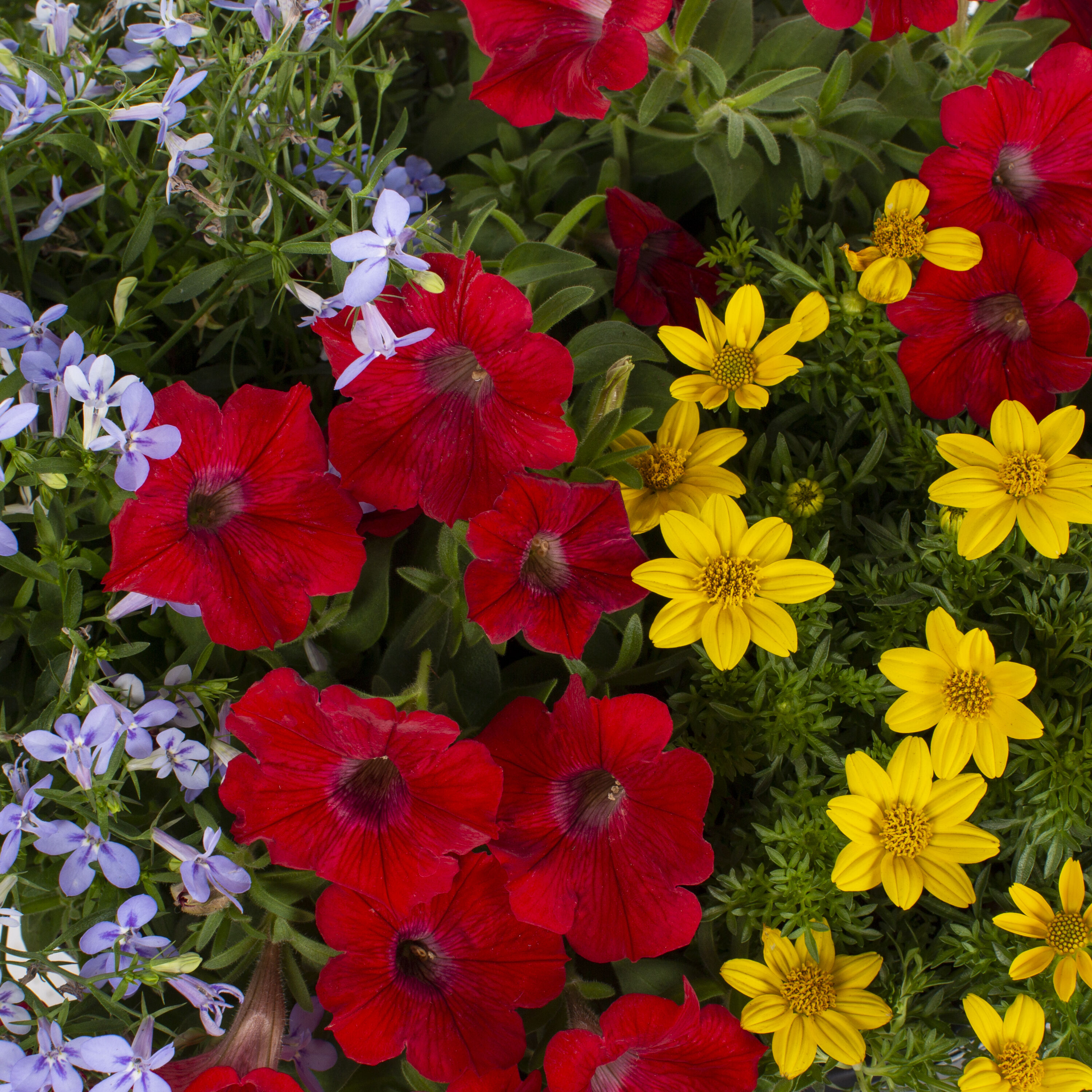 Metrolina Greenhouses Multicolor Bidens, Lobelia, Petunia in 1.5-Gallon ...