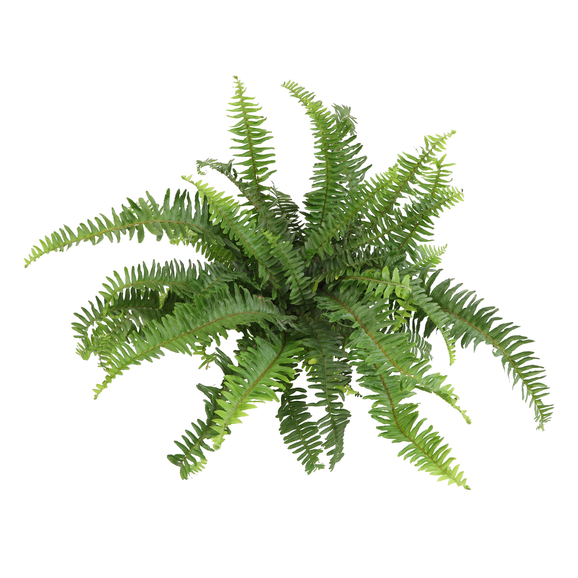 Altman Plants 0872808 hseplants - View #5
