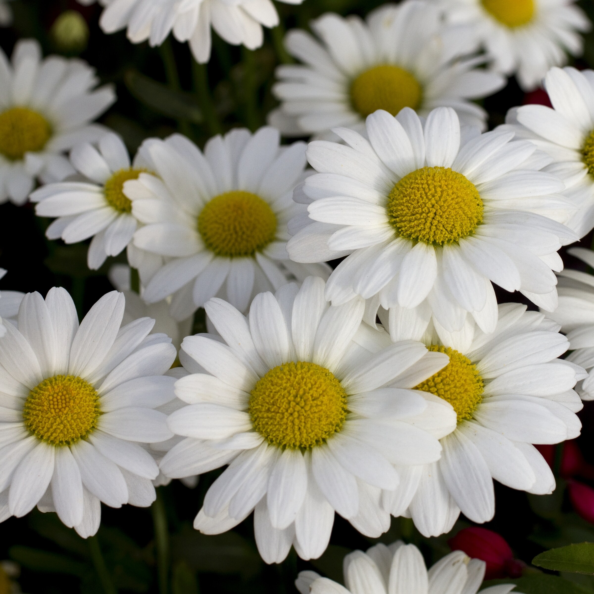 National Plant Network White Shasta Daisy Plant in Pot 3-Pack in the ...