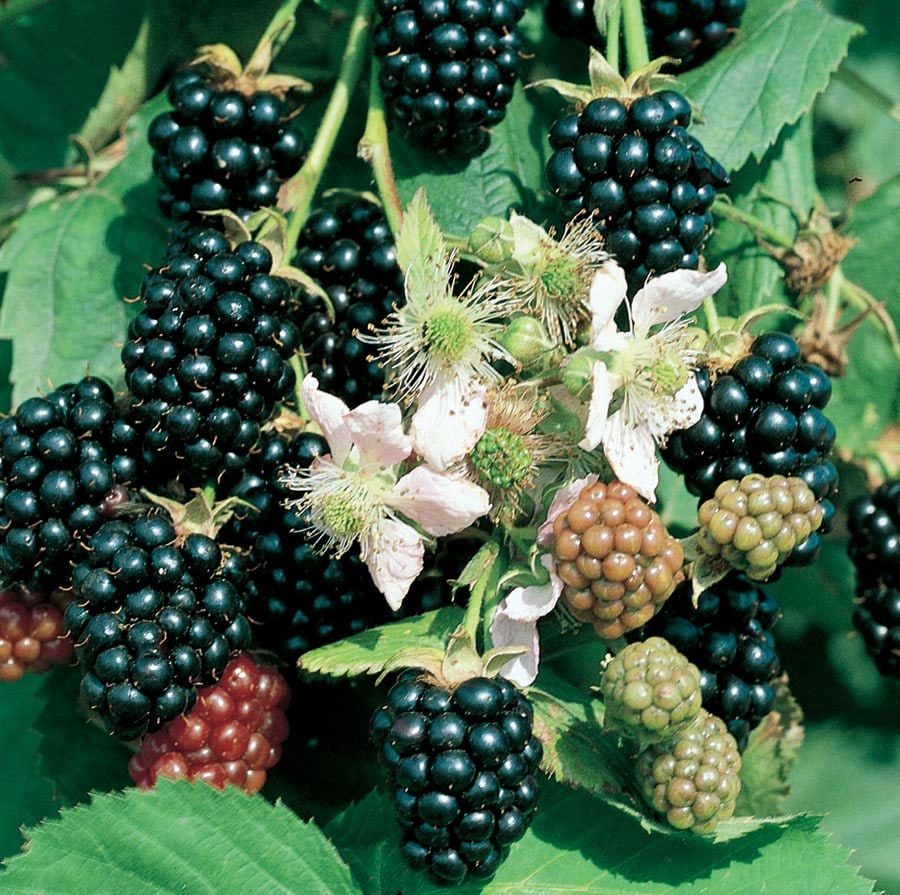 Blackberries: Planting, Growing, and Harvesting Blackberries