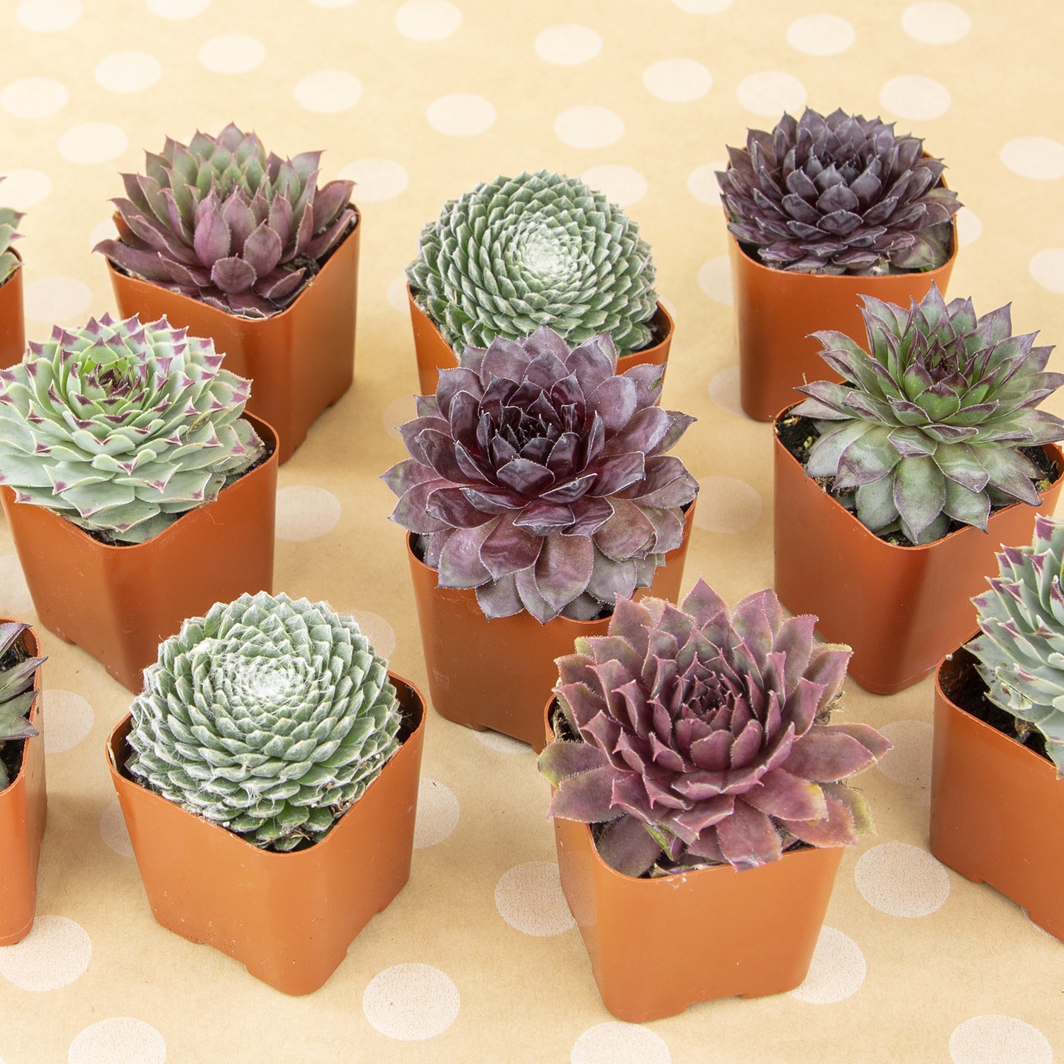 Altman Plants 0872759 Cacti-Succulents - View #3