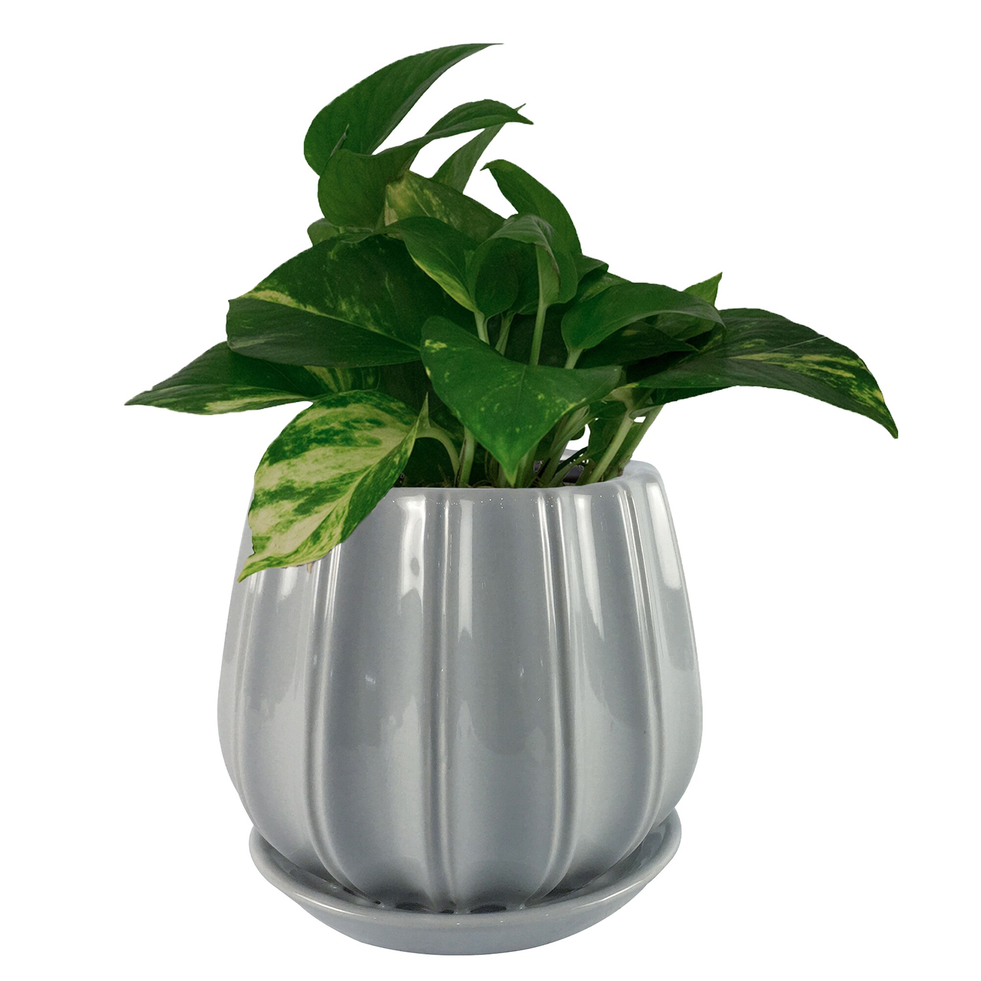 Trendspot LECR01137S-06HS Planter-Window-Box - View #3