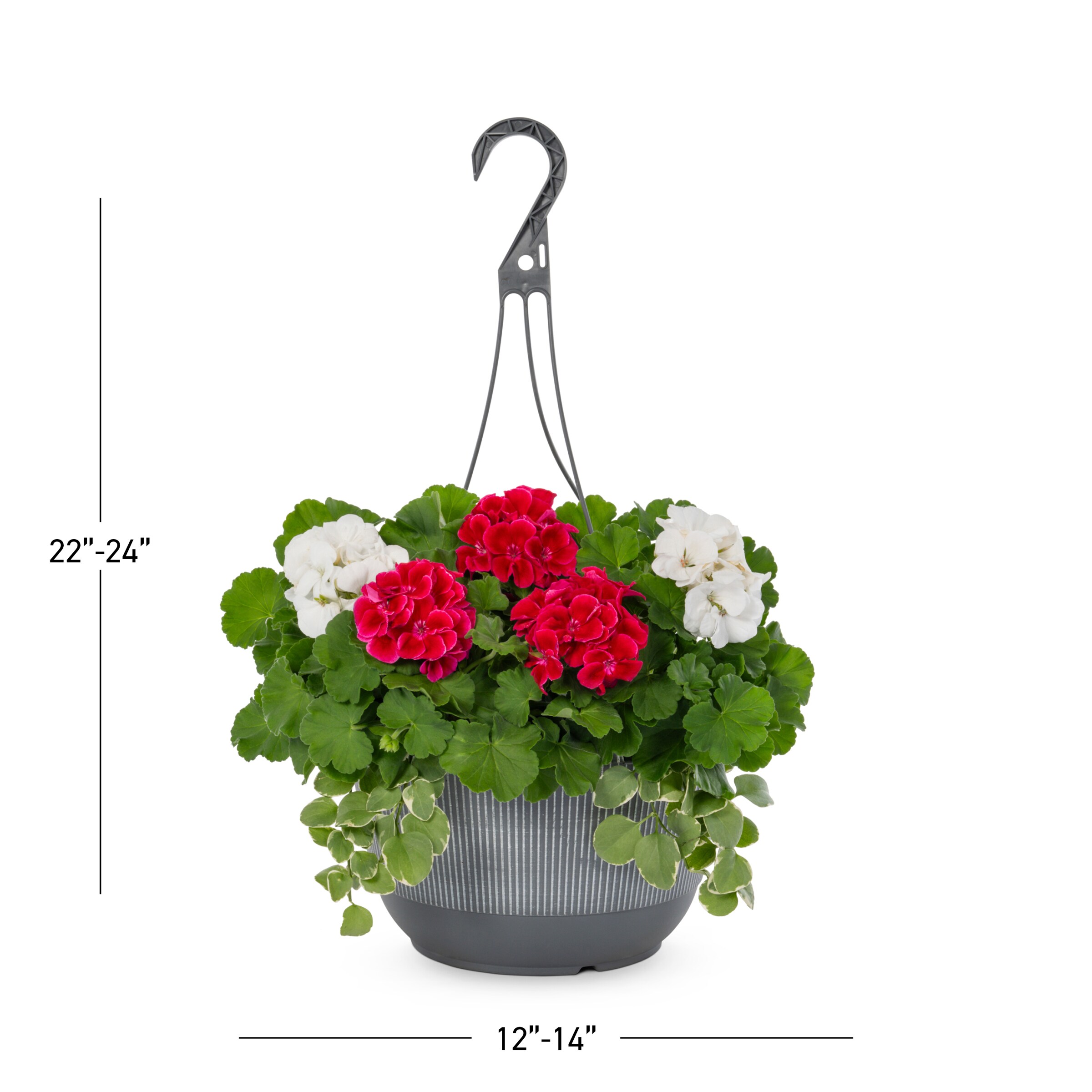 Lowe's NURSERY annuals - View #3