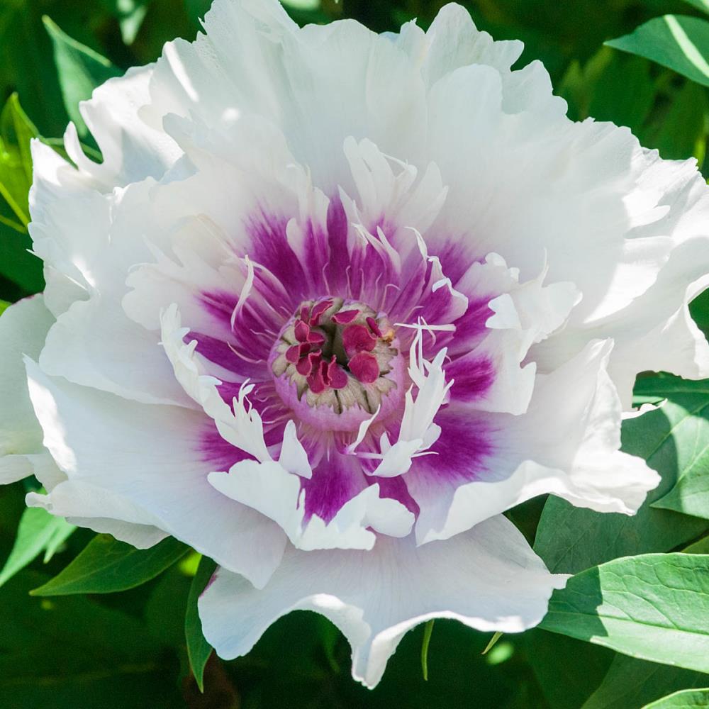Spring Hill Nurseries 06058 Cora Louise Itoh Peony in 1-Pack Bareroot