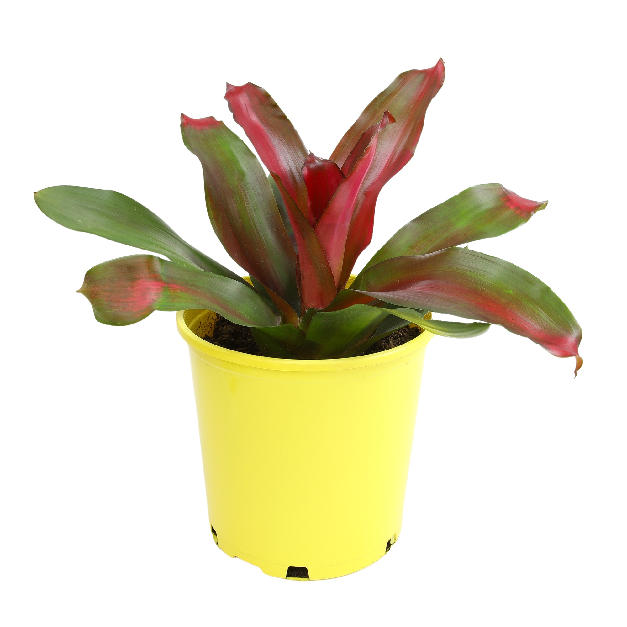 Altman Plants 0873123 Purple Magali Bromeliad Plant in 4 -Quart Planter 1.0 -Pack