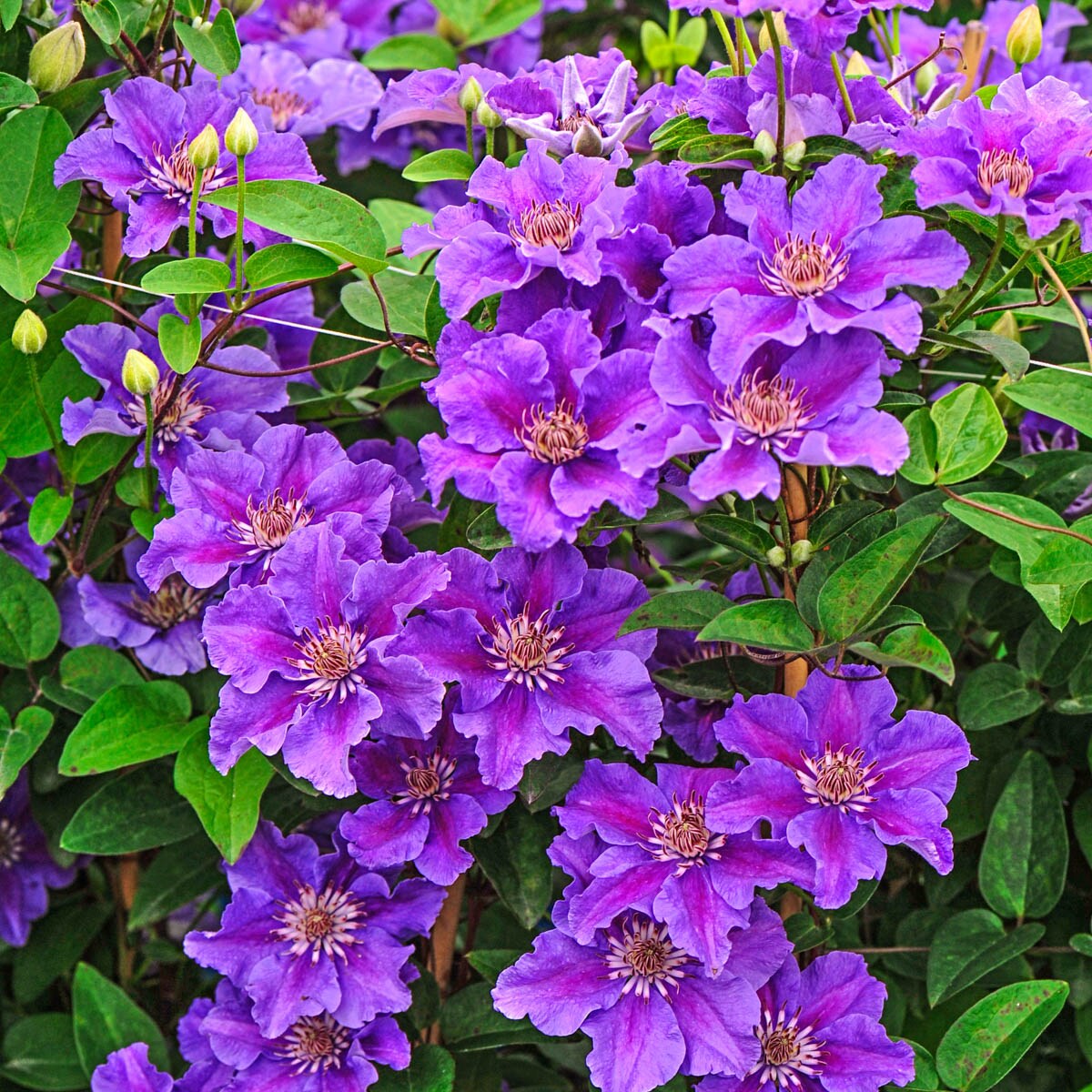 Spring Hill Nurseries Purple Ashva Clematis Vining Perennial Plant in 1 ...