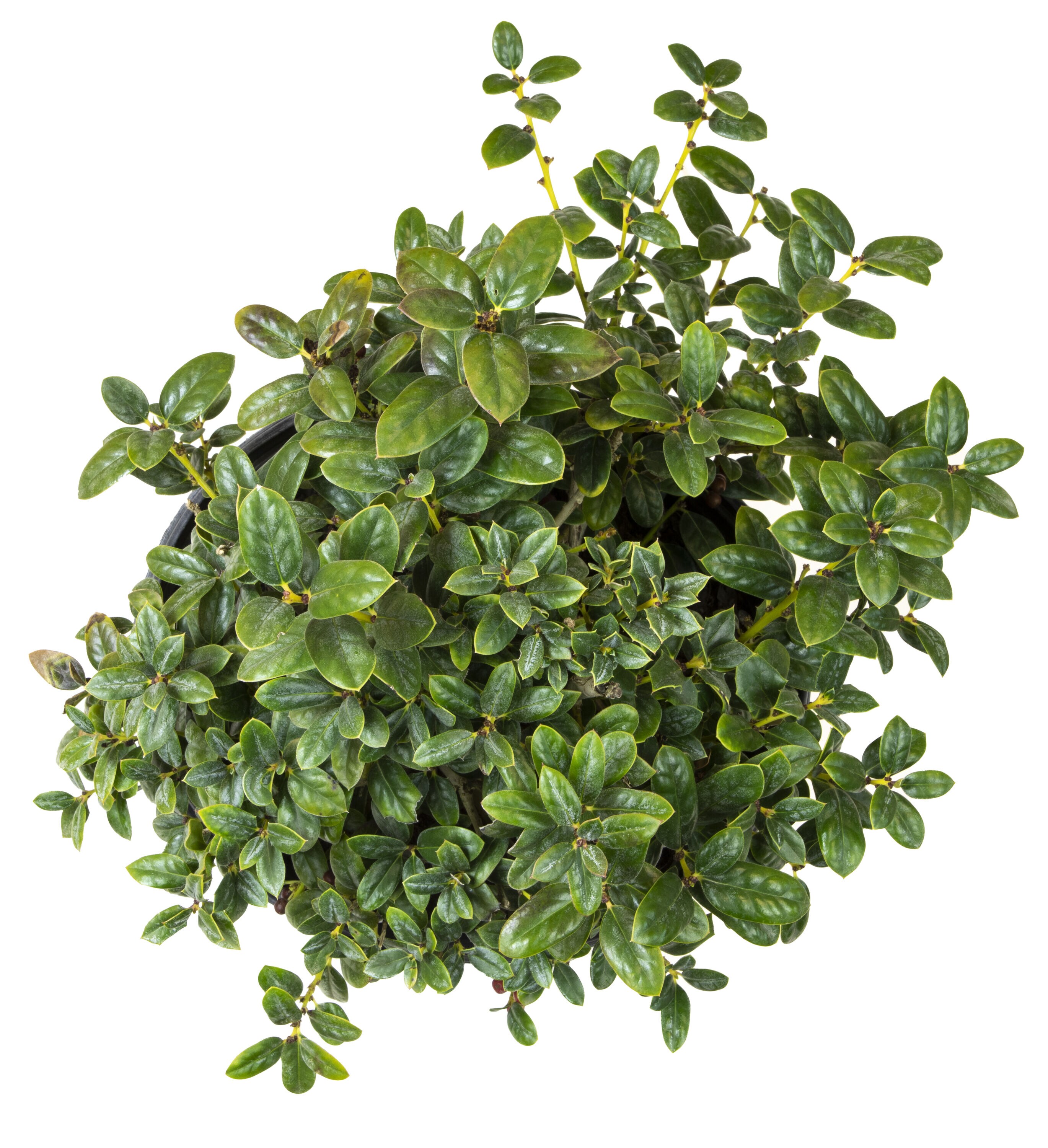 Altman Plants Dwarf Burford Holly Foundation/Hedge Shrub in 2.25-Gallon ...