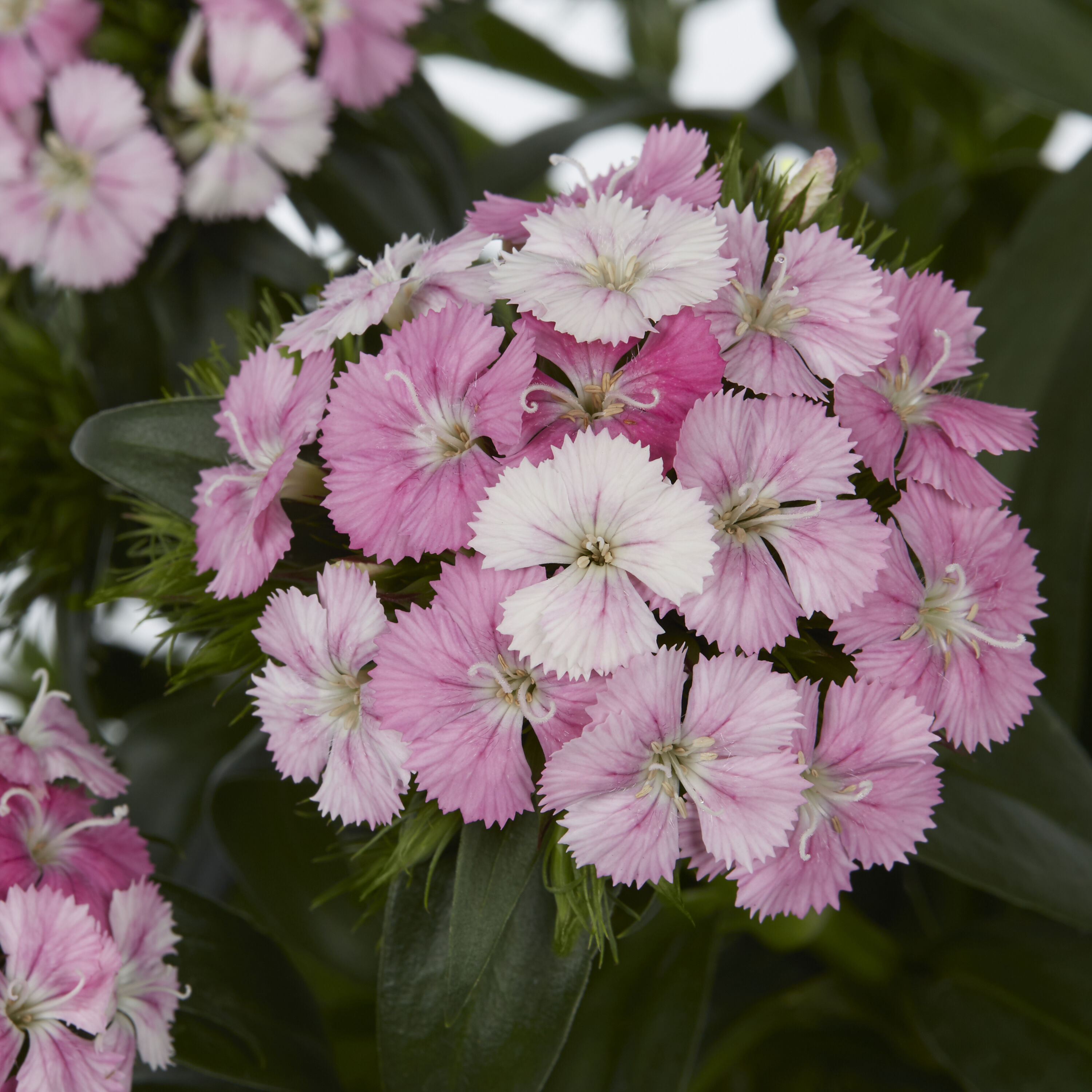 Monrovia 192083 annuals - View #4