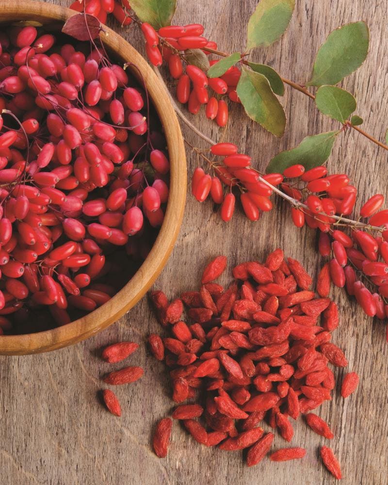 Garden State Bulb 40831 Goji berry Plant in Bareroot