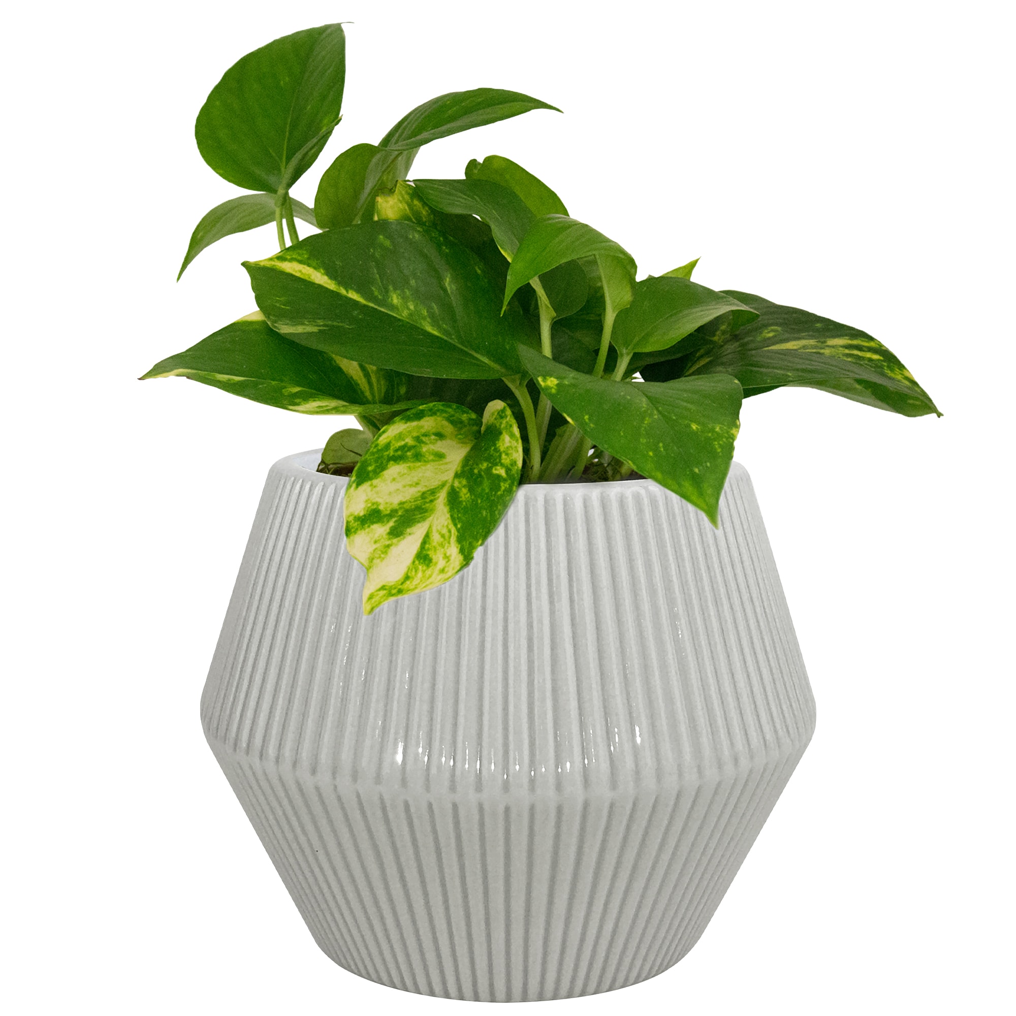 Trendspot LECR01474N-08HS Planter-Window-Box - View #3