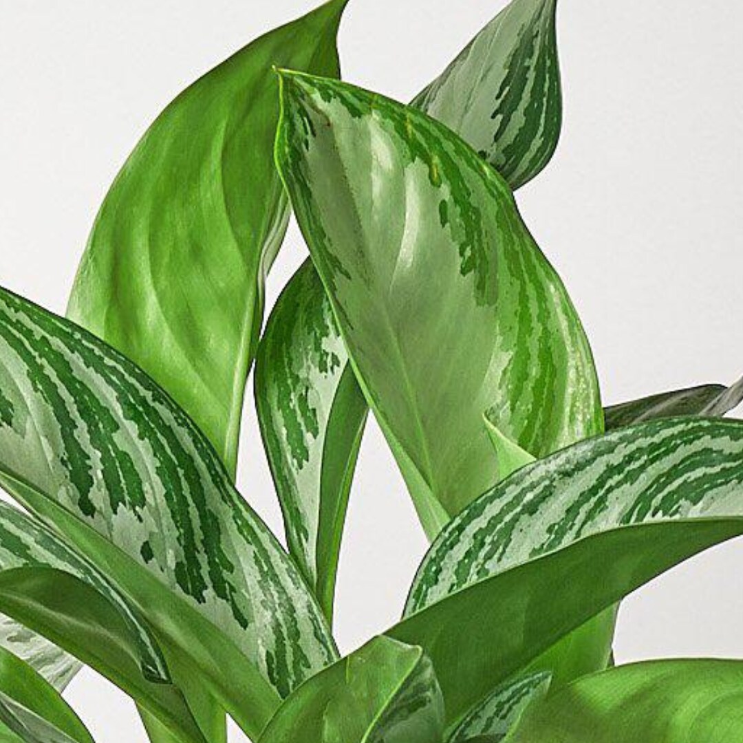 House Plant Shop 6-CH.EVERGREEN-SILVE hseplants - View #4
