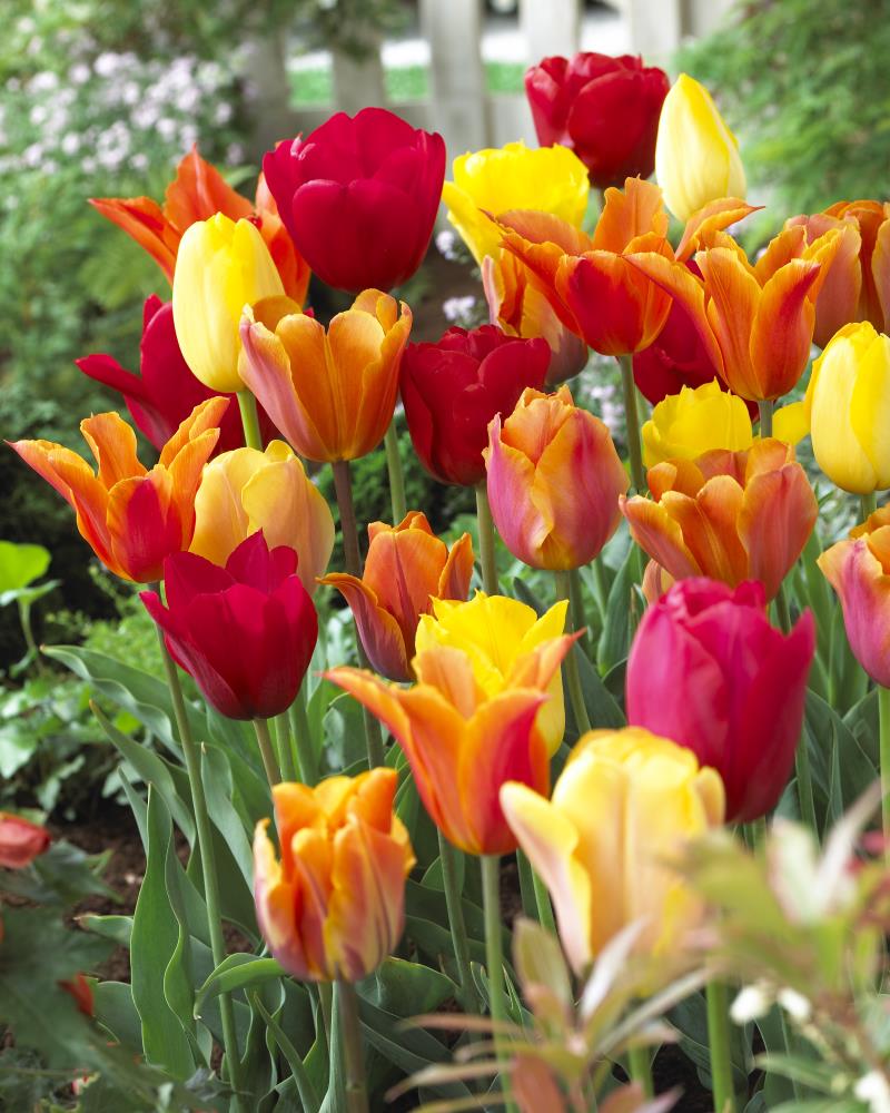 Spring Essentials Blend Tulip Plants, Bulbs & Seeds at Lowes.com