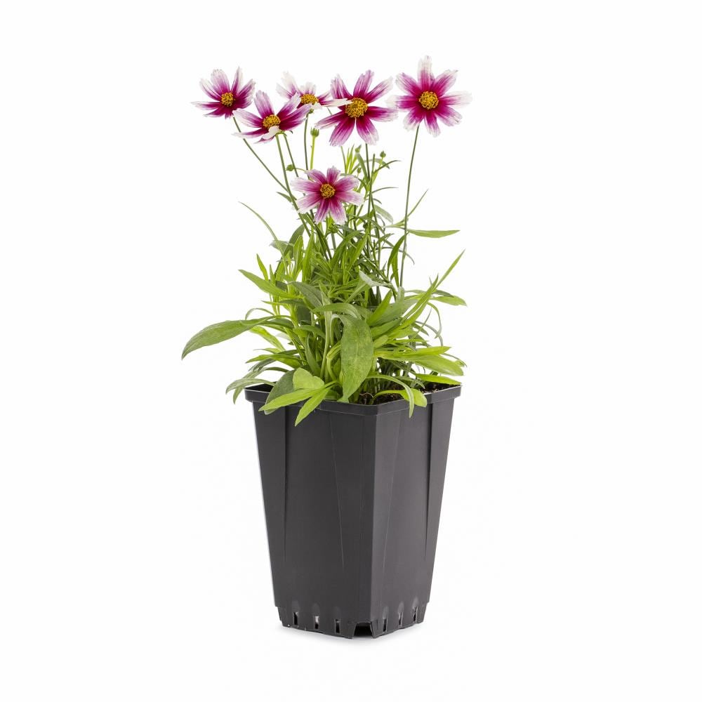 Lowe's 418052 perennials - View #5