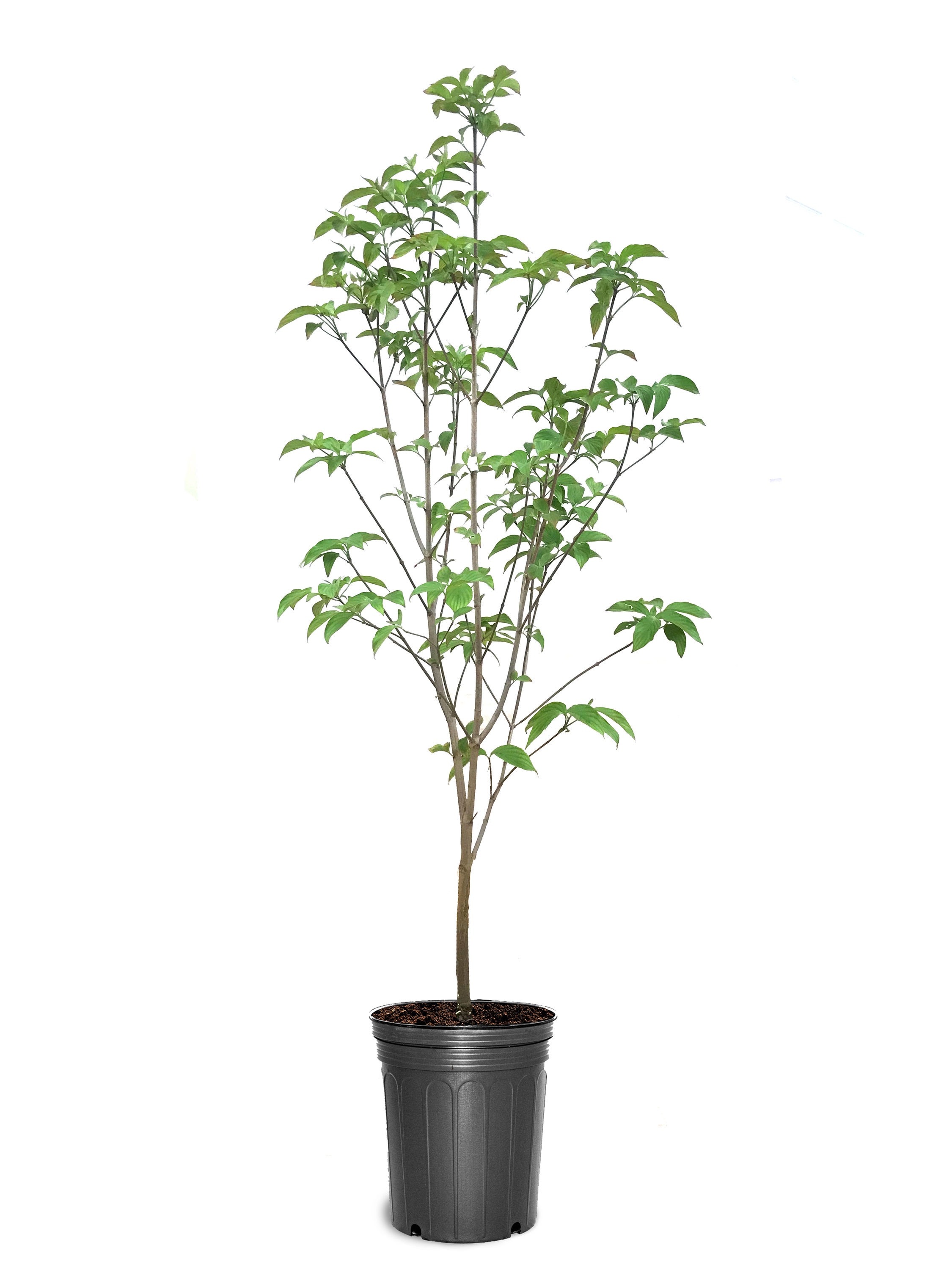 Lowe's 3.58-Gallon Pomegranate Tree (L7402) - Upright Deciduous Tree with  Showy Red Flowers - Full Sun - Medium Growth Rate in the Fruit Plants  department at