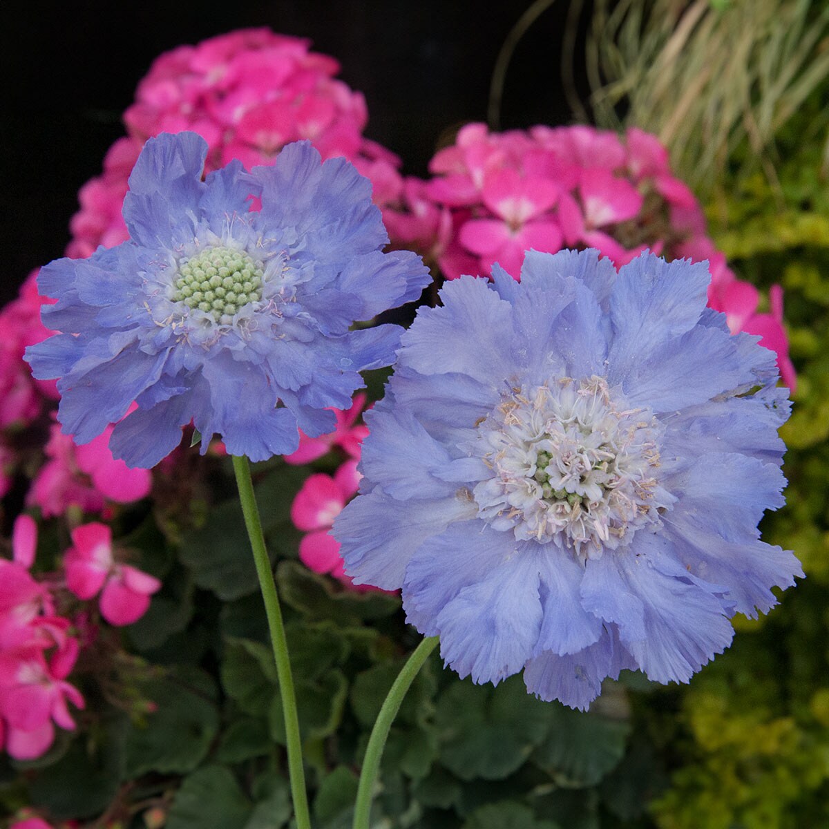 Direct Gardening 94345 perennials - View #4