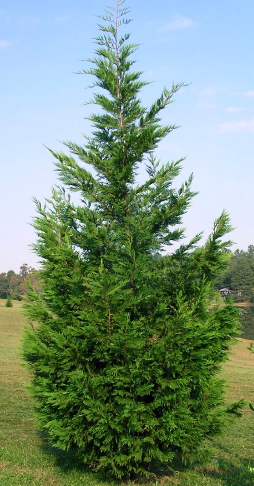  NURSERY 27.17 -Gallon Screening Leyland Cypress In pot (with soil)