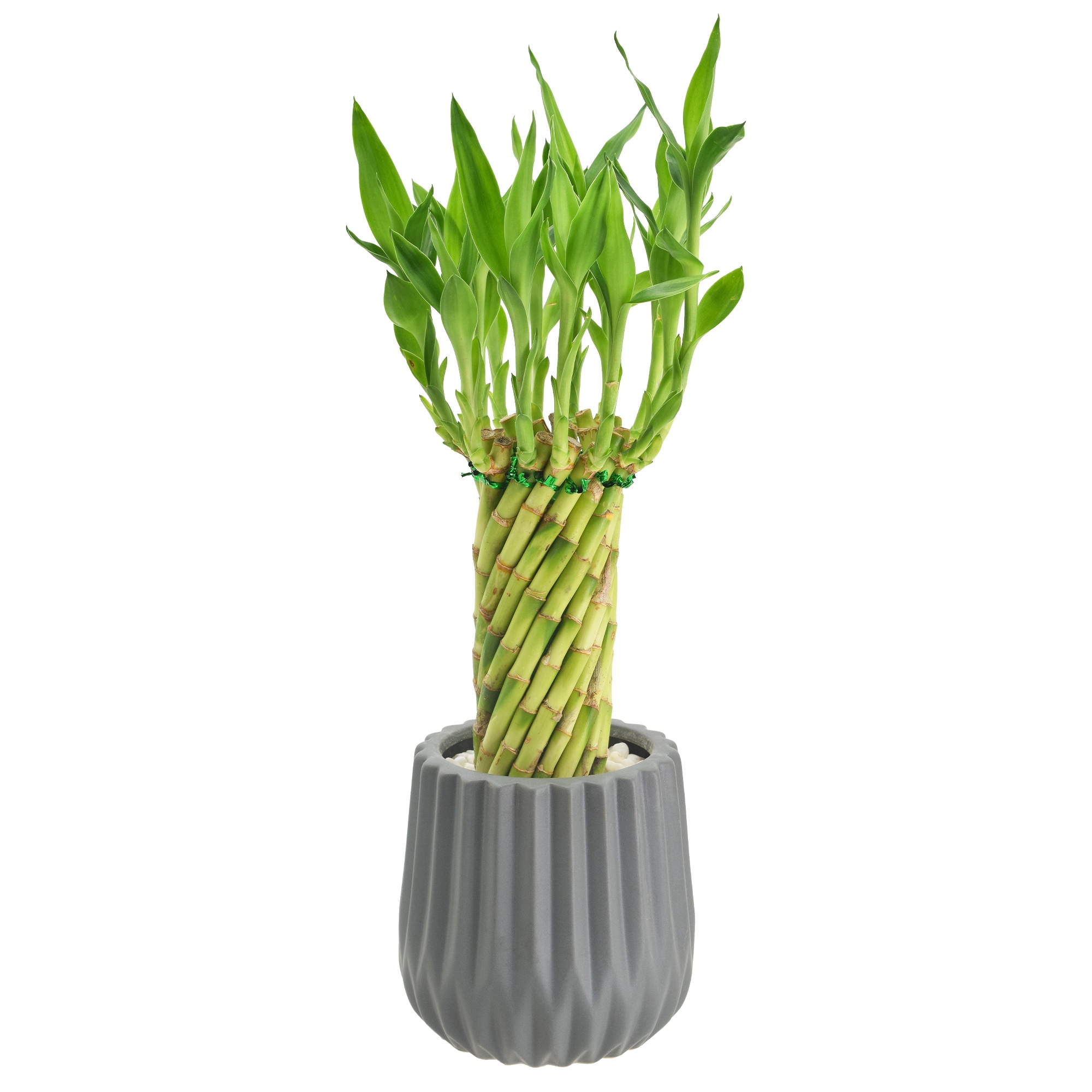 Arcadia Garden Products LV37 hseplants - View #2