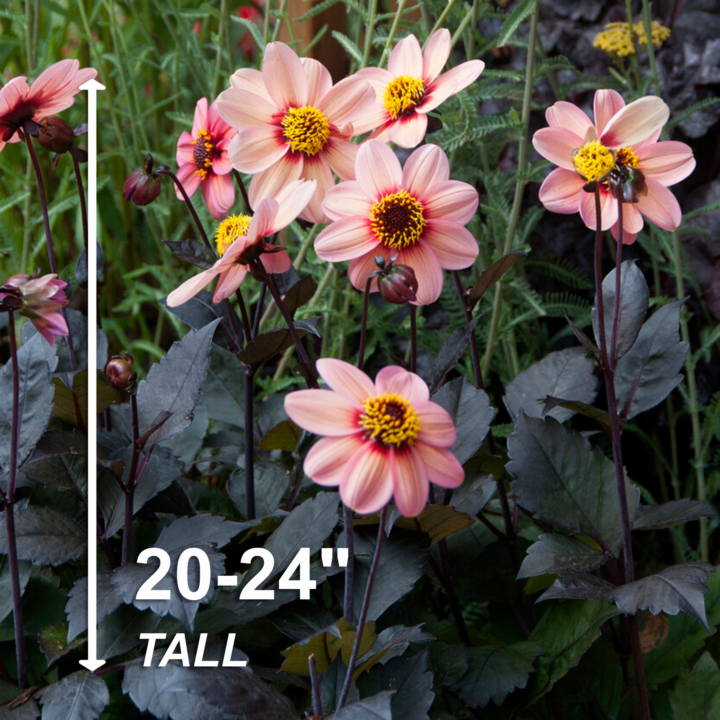 Garden State Bulb ECS-69-08-02 Plant-Bulbs - View #3