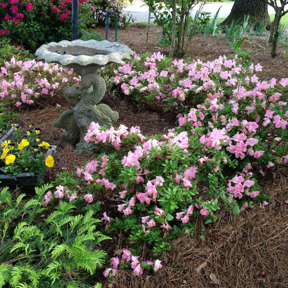Brighter Blooms 15124 shrubs - View #2