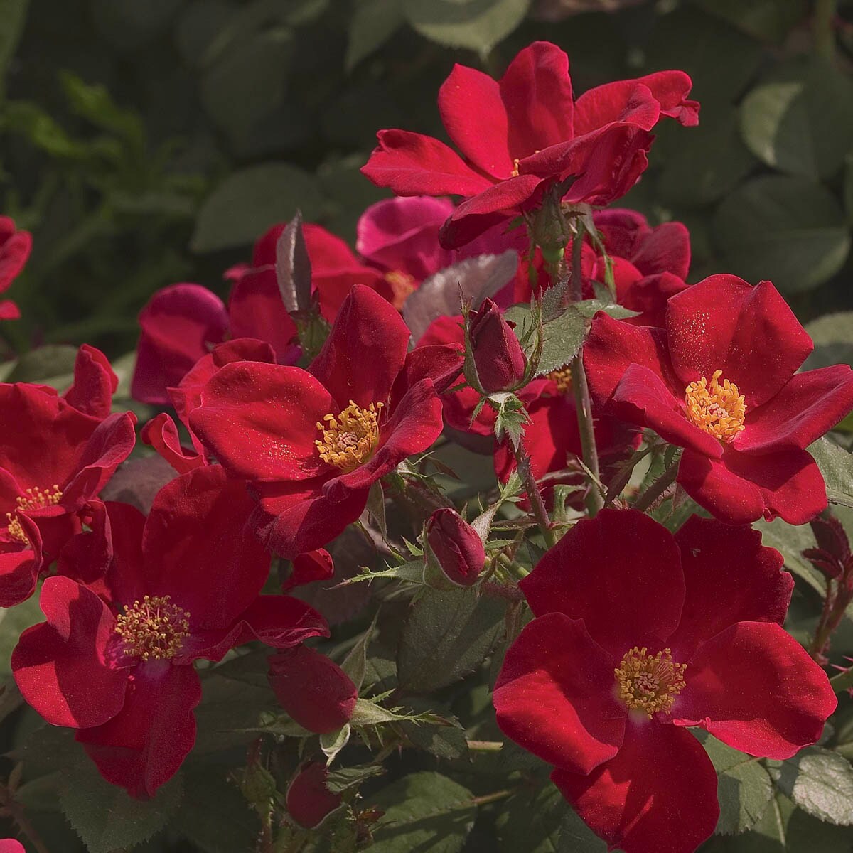 Red Ribbons Groundcover Rose