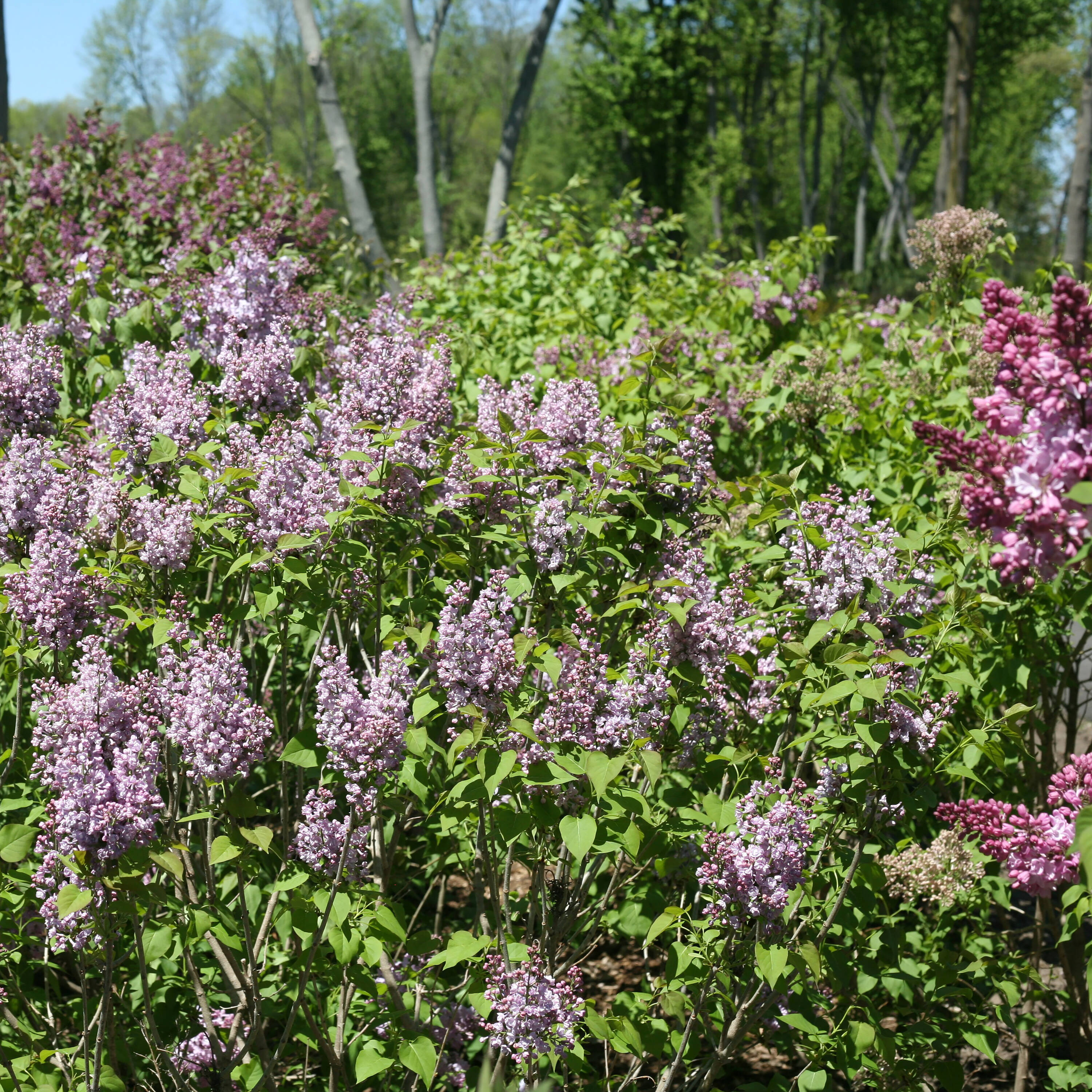 Proven Winners SYRPRC1156101 shrubs - View #3